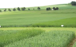 Résultats des essais 2021 sur les adjuvants aux herbicides