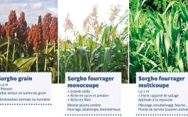 Évaluations 2022 des variétés de sorghos grain & fourrager monocoupe