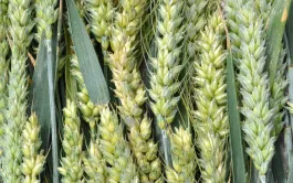 Identification des variétés de blé par profilage génétique