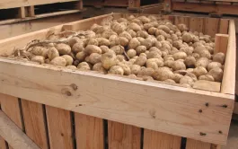 Sécuriser & insonoriser les locaux de stockage des pommes de terre
