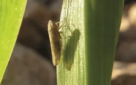 Lutte agronomique & insecticides contre pucerons et cicadelles