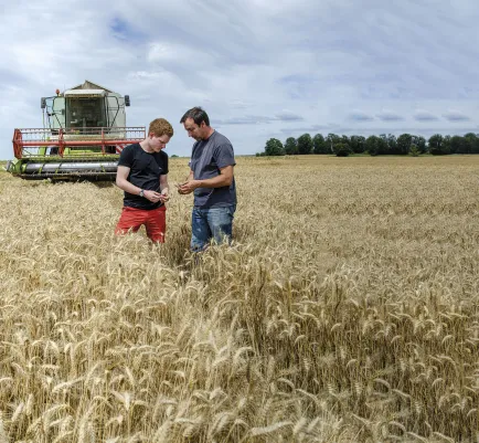 Variétés de blé tendre : les clés pour choisir les meilleures ​