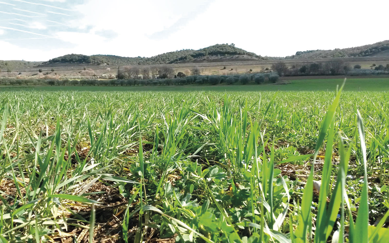 Blés en agriculture de conservation sur l’essai d’Oraison.