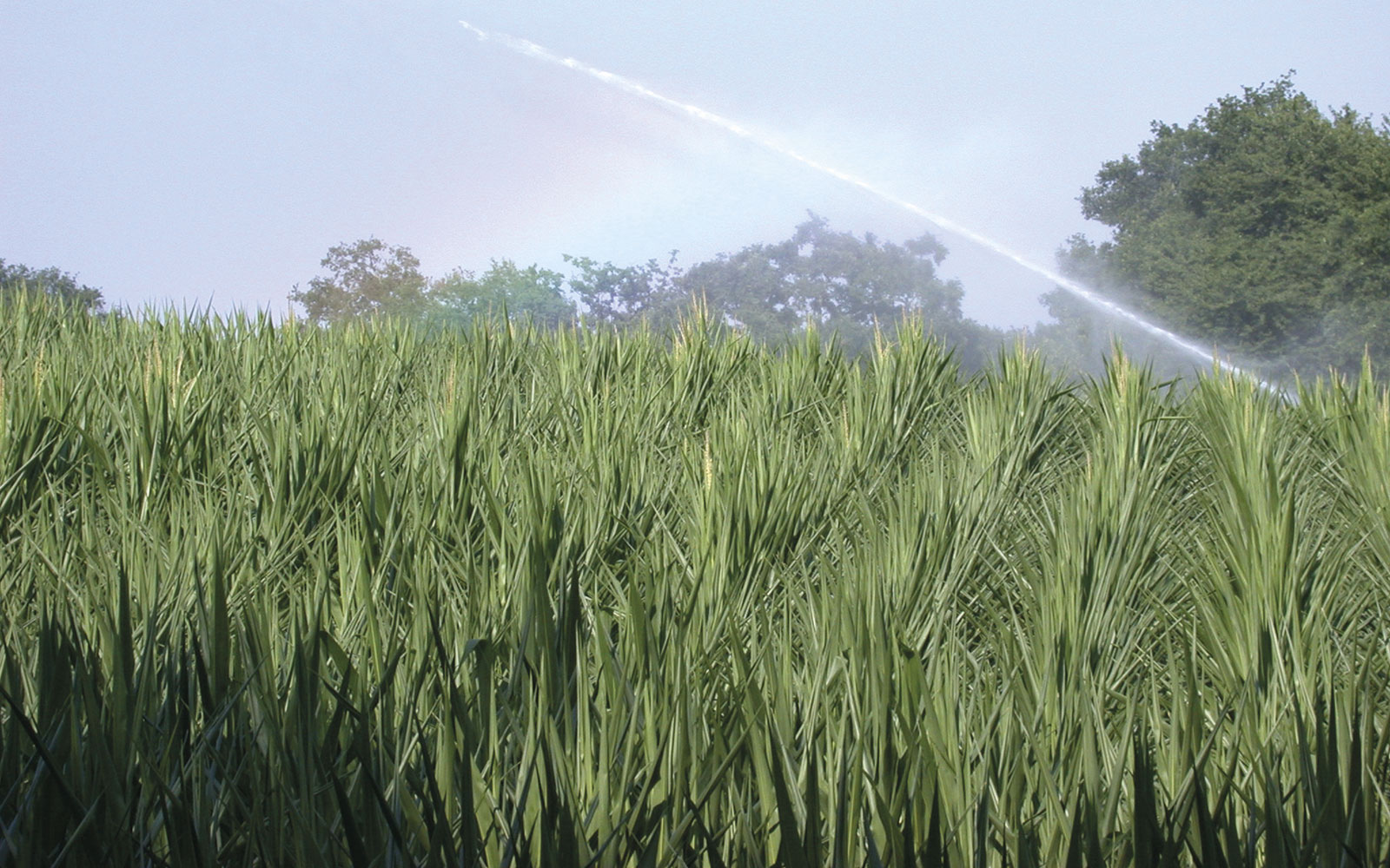 Par leur découverte, les chercheurs ouvrent la voie à la sélection de plantes plus économes en eau.