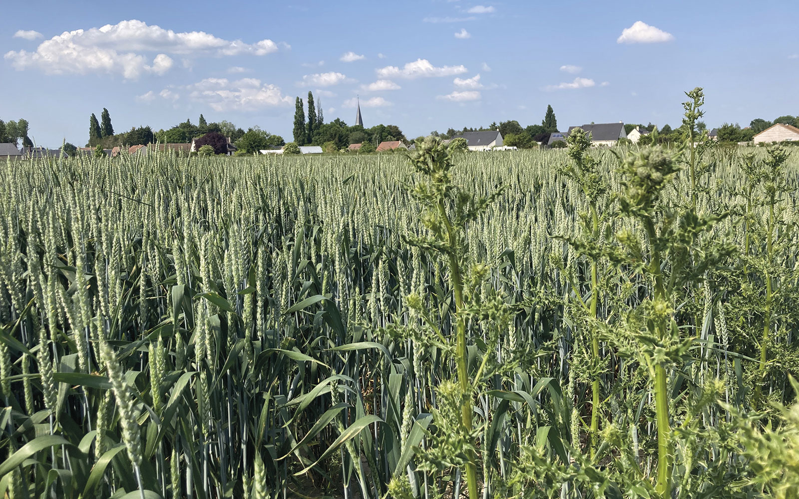 Comment désherber et lutter contre le chardon des champs ?