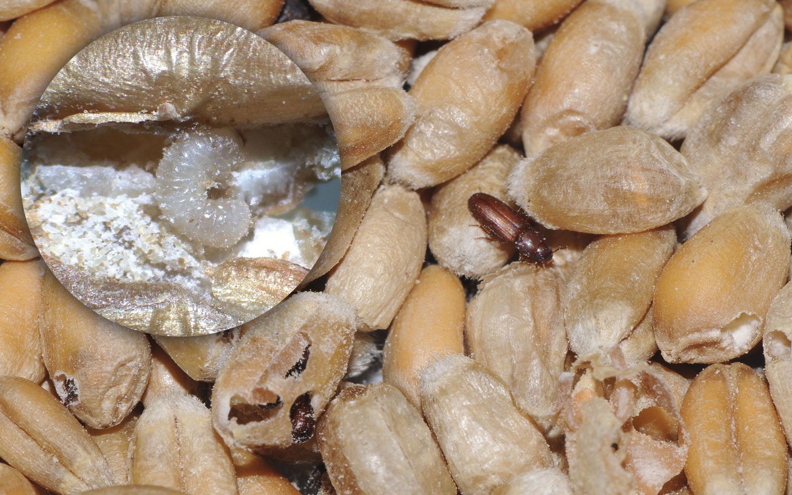 Dans les échantillons recueillis lors de l’enquête d’Arvalis sur les insectes du silo, sylvains dentelés et triboliums roux sont les plus fréquents, tandis que charançons du riz et silvains dentelés sont les plus abondants.