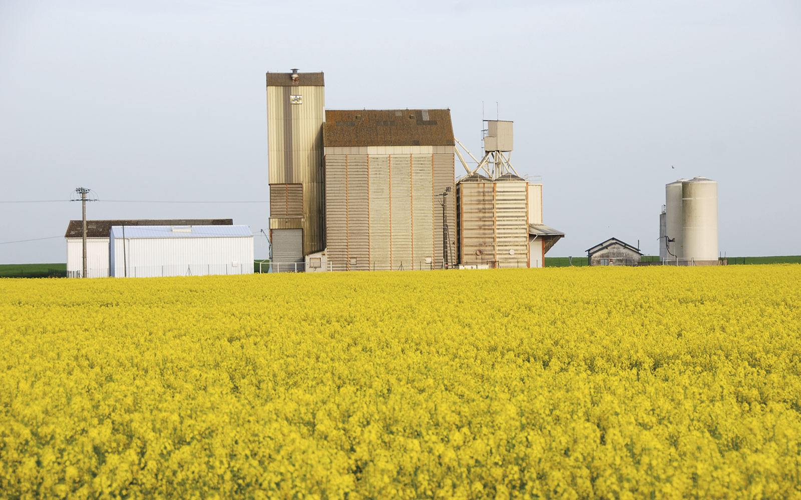 Le colza stocké n’est pas exposé aux infestations d’insectes, ce qui justifie que les LMR d’insecticides de stockage dans les lots soient très faibles.