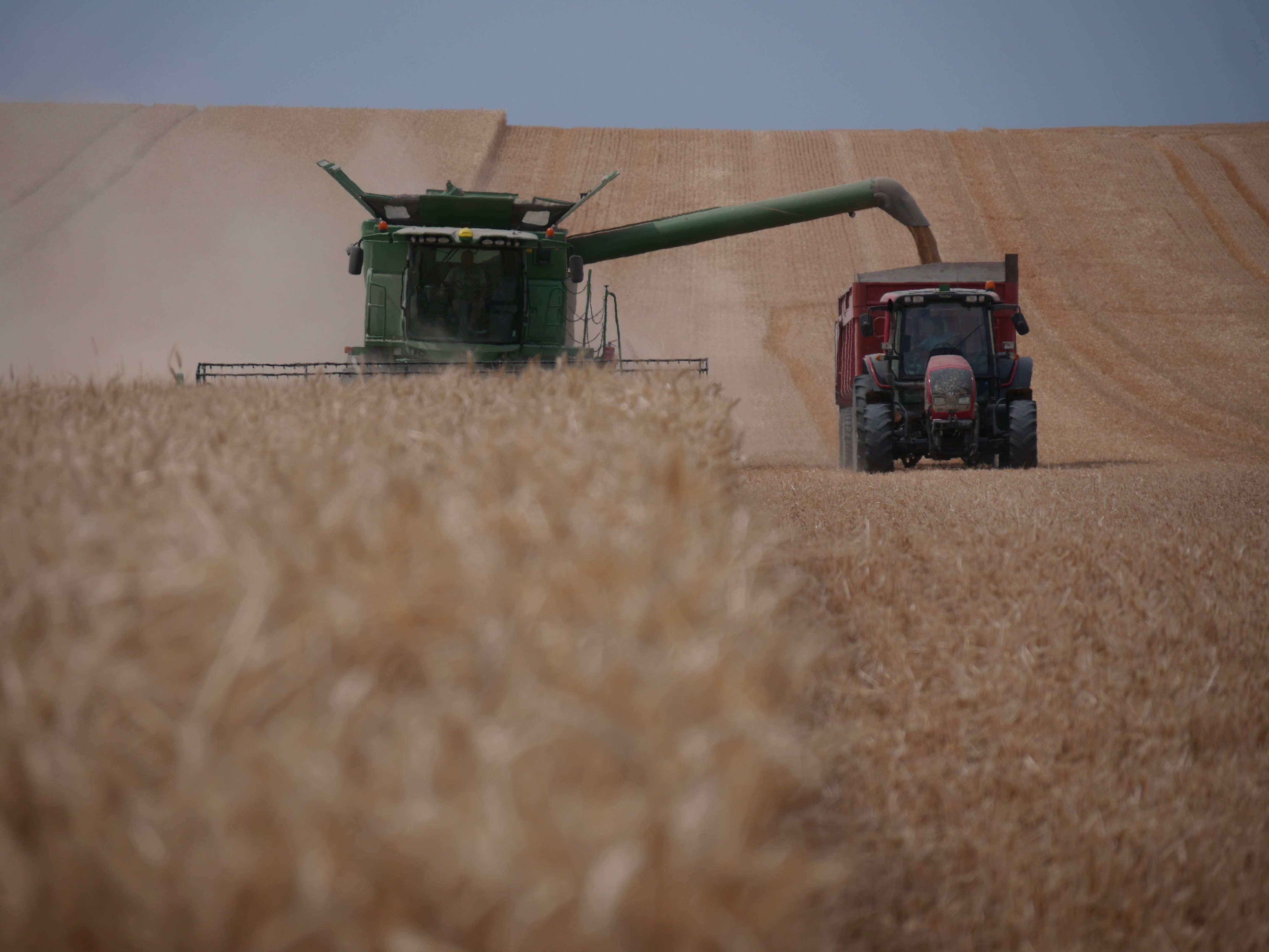 Le rendement du blé tendre français serait en hausse de 4,5 % par rapport à 2022.
