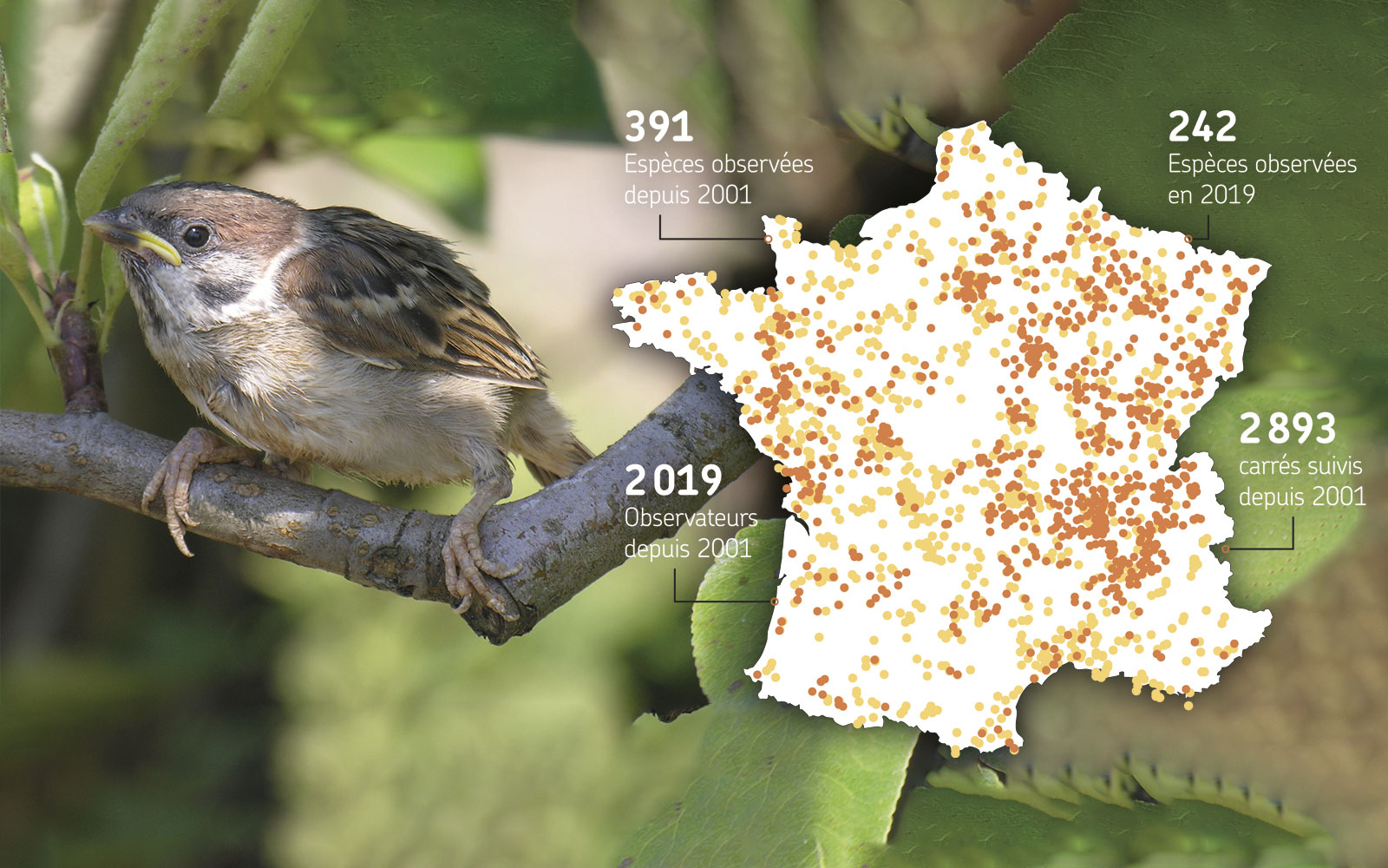 En France, le suivi des oiseaux a été effectué trois fois chaque printemps depuis 2001 dans un carré de 2 km x 2 km où le même observateur dénombre tous les oiseaux vus et entendus durant 5 minutes en dix points d’échantillonnage. Les carrés orange clair ont été suivis au moins une fois avant 2019, ceux orange foncé ont été suivis en 2019. Le moineau friquet (ci-dessus) est une espèce en déclin constant de 1989 à 2019.