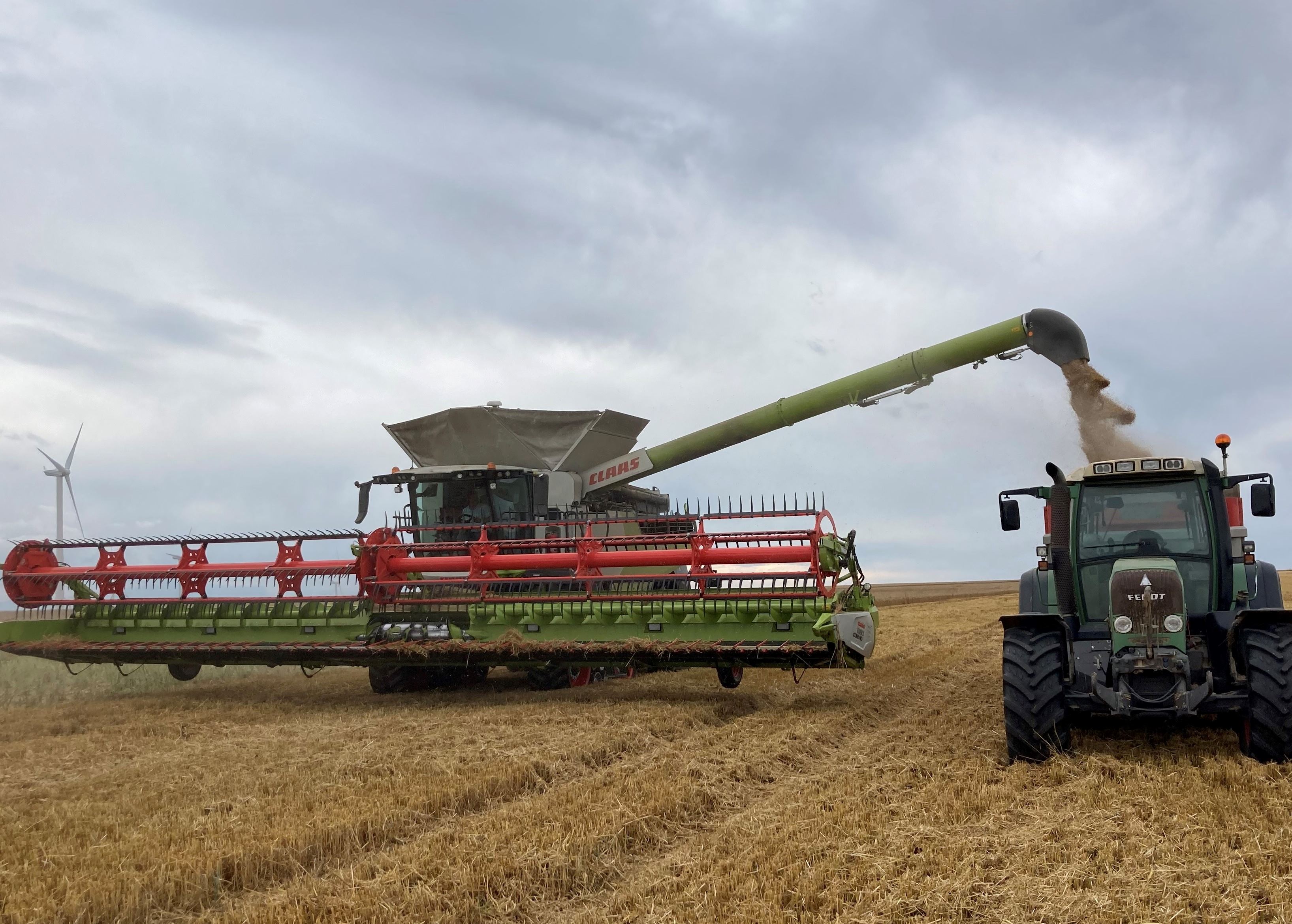 Agritel estime le rendement du blé tendre à 73 q/ha