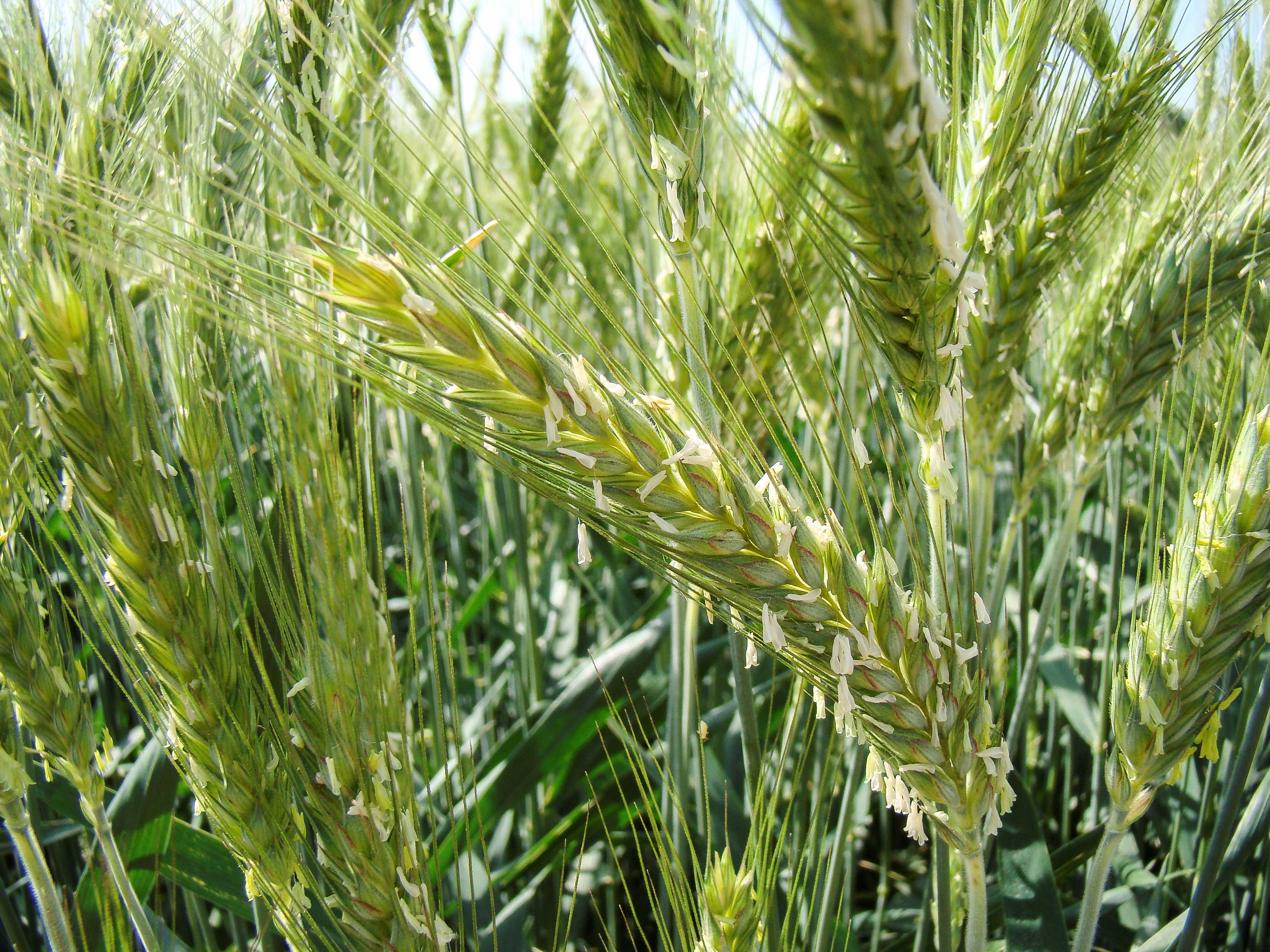 26 % des surfaces de triticale sont cultivées en mélanges
