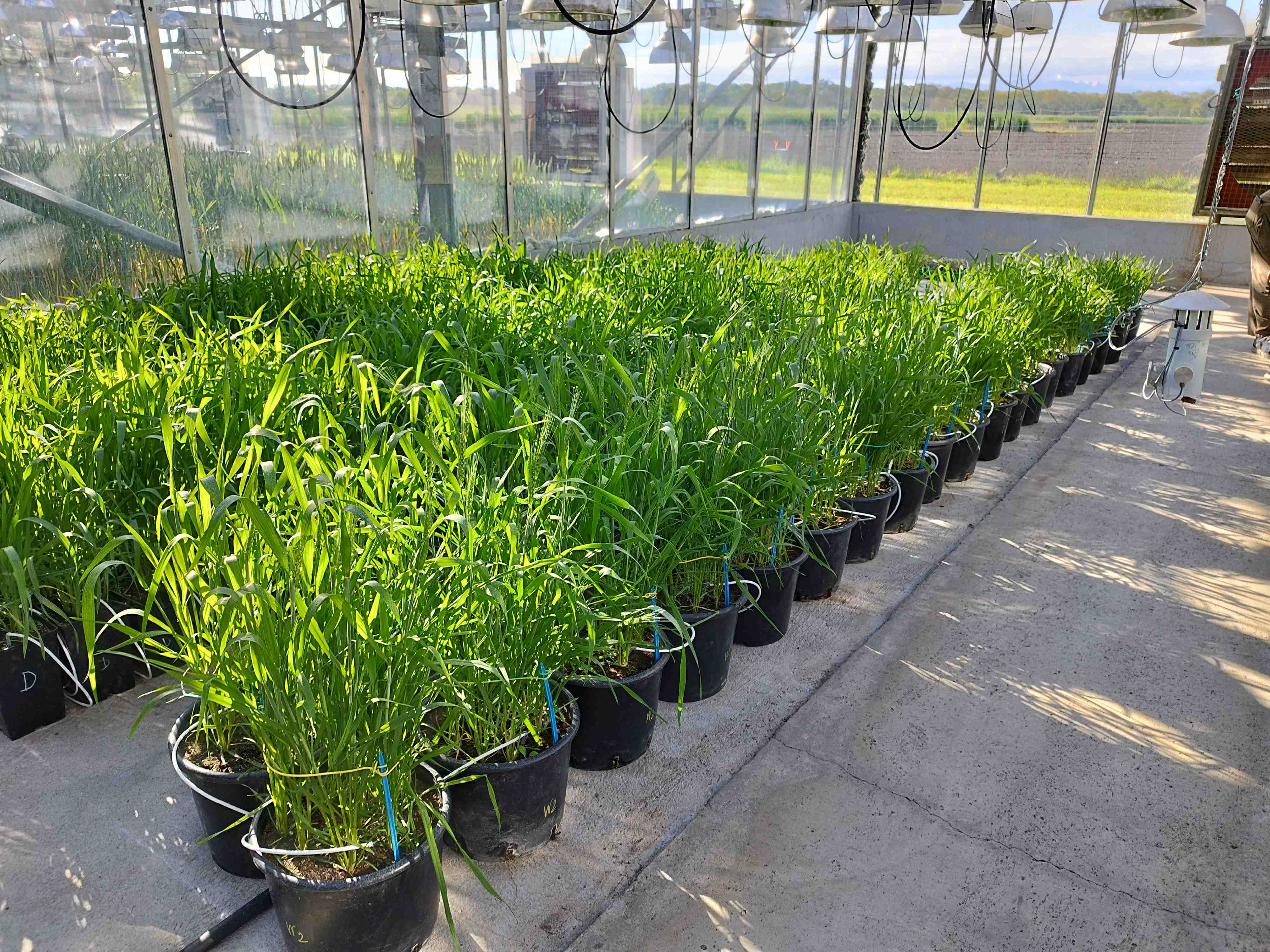 L’essai d’hybridation entre la variété australienne Wagaan et cinq variétés françaises a été réalisé dans les serres de la station ARVALIS de Montardon (64).
