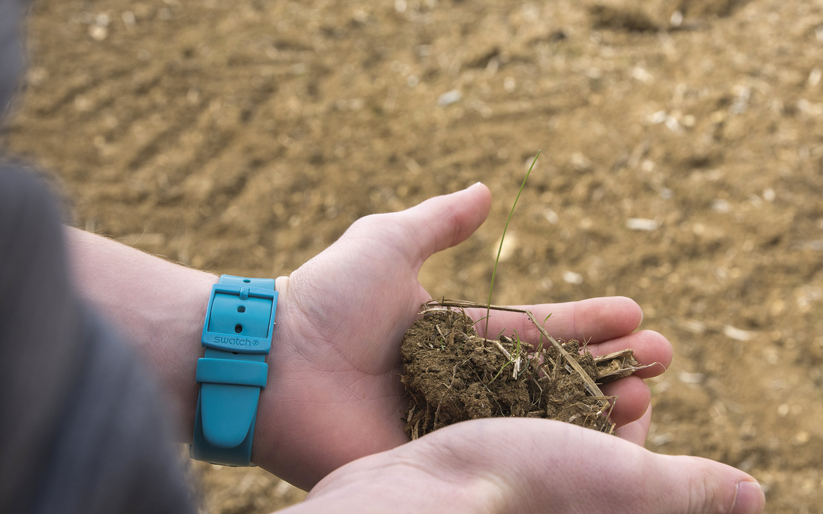 Un désherbage automnal efficace des graminées adventices – notamment du ray-grass et du vulpin – est un élément majeur de la réussite des semis de céréales à paille.