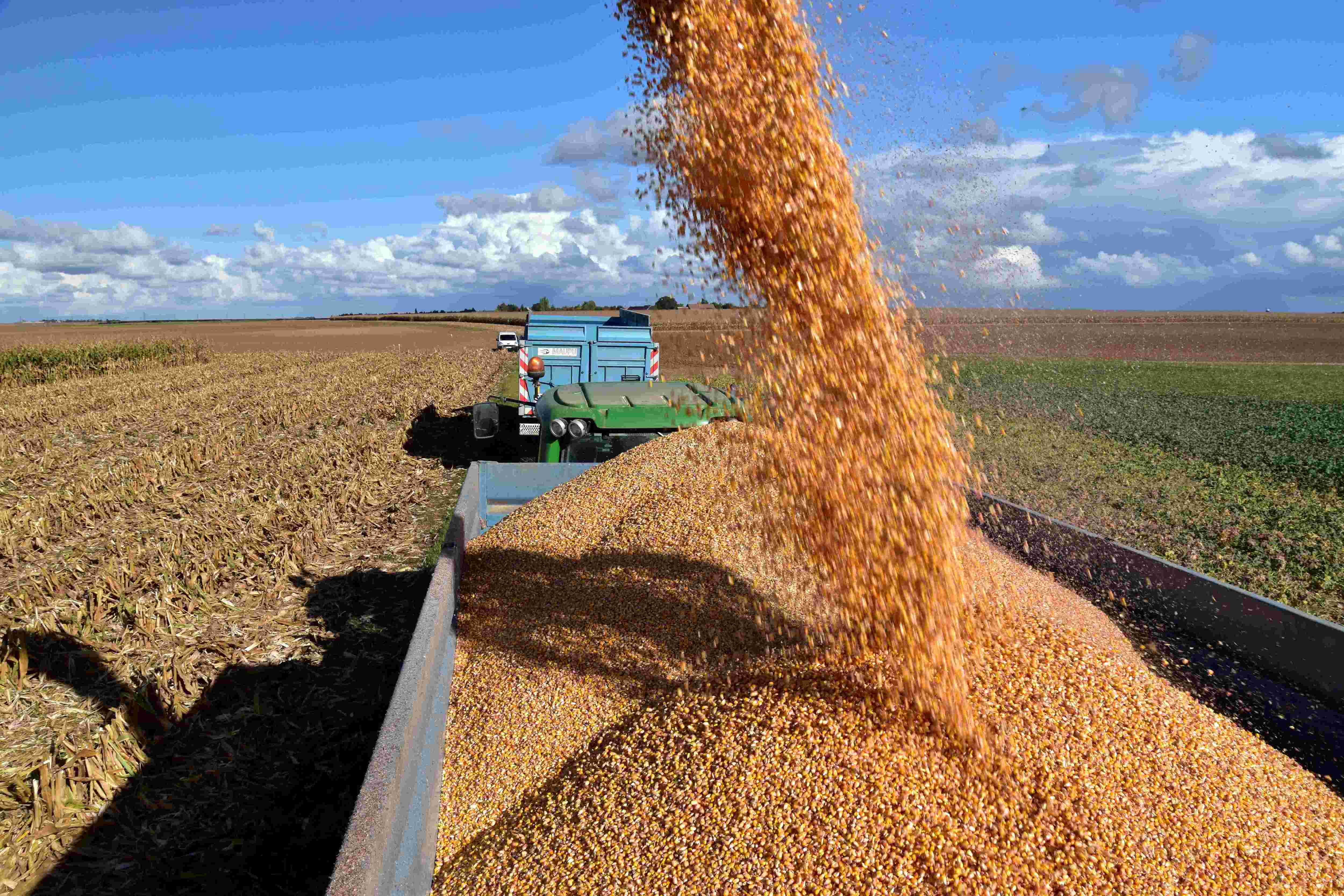 Les rendements en maïs grain (hors maïs semences) atteindraient 101 q/ha en moyenne