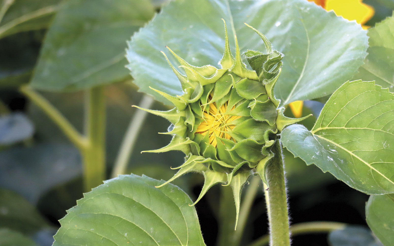 Un peuplement homogène de 5 à 7 pieds par m² est l’un des états clés favorables à l’obtention d’un tournesol robuste.