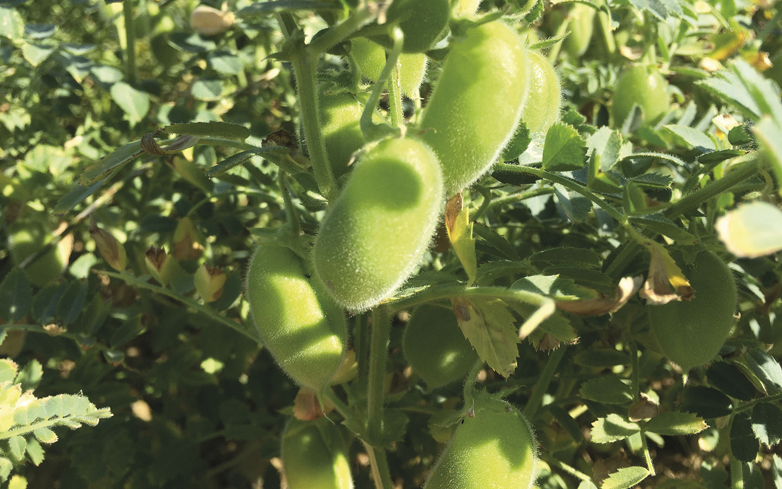 La culture du pois chiche offre des bénéfices agronomiques intéressants, surtout dans un contexte d’augmentation des températures et des périodes de sécheresse et de hausse du prix des intrants.