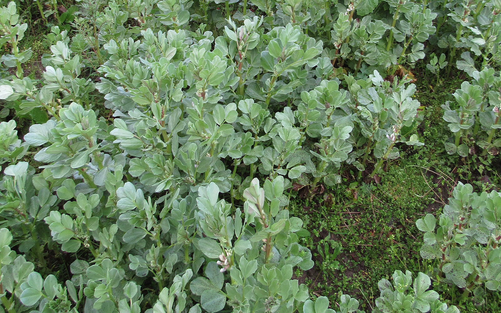 En général, les couverts produisent plus de biomasse derrière un maïs fourrage