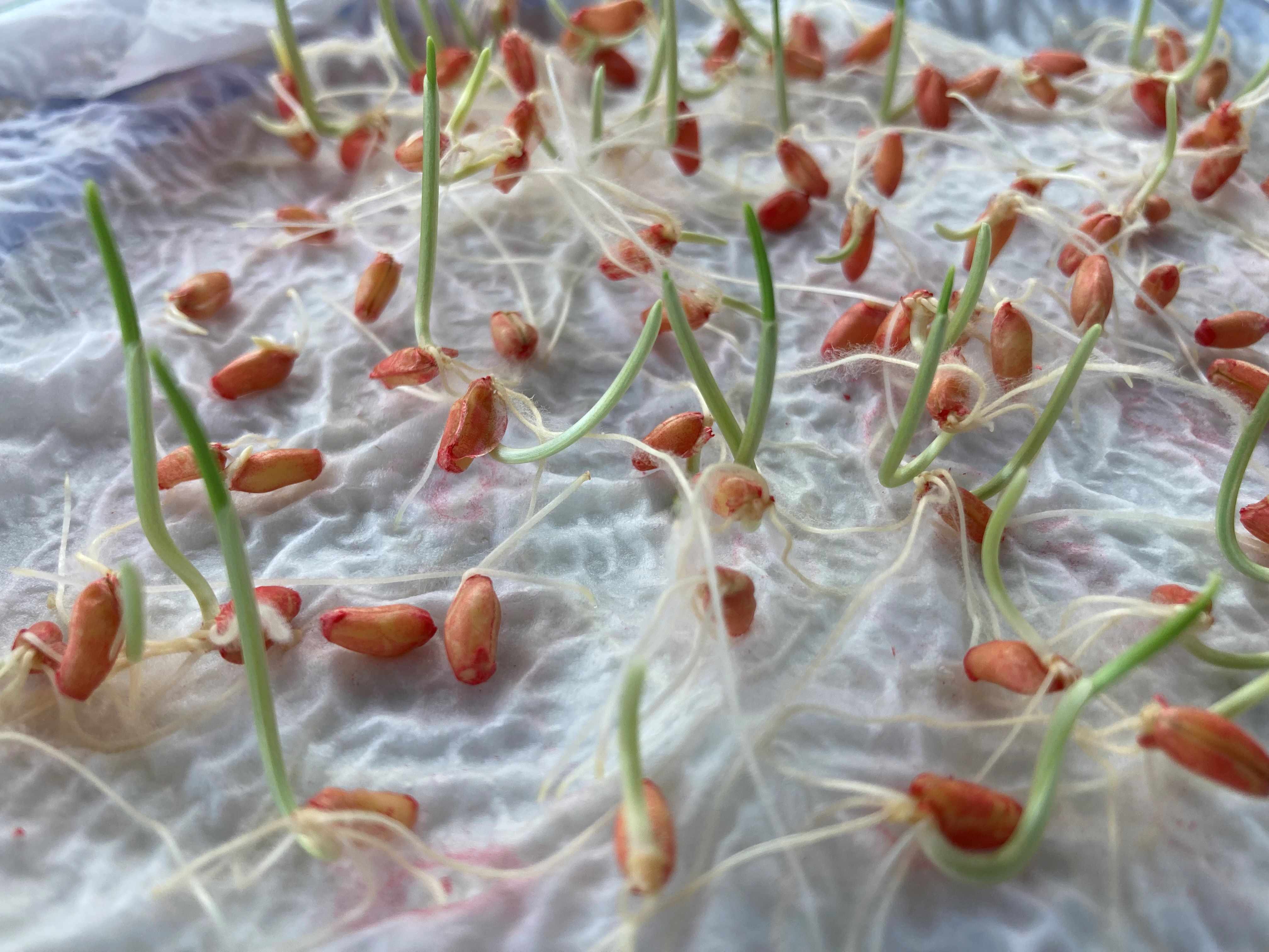 il suffit de 5 à 6 jours pour réaliser un test de germination