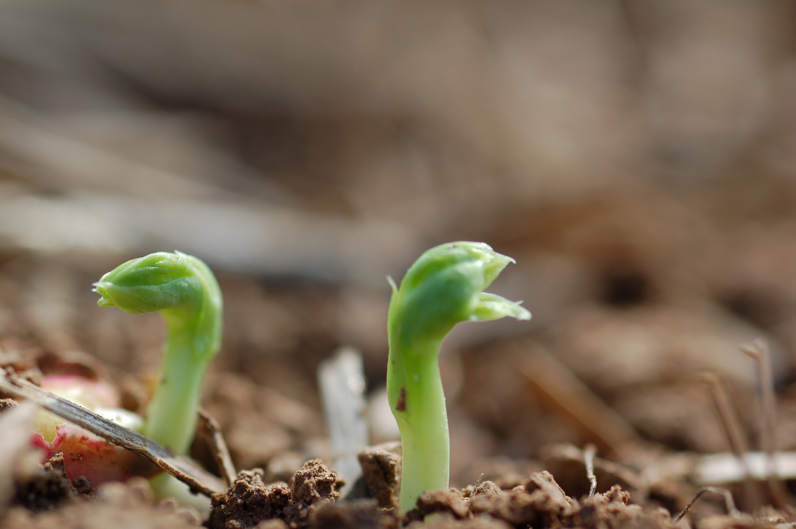 Dépasser la date limite de semis peut compromettre la réussite de la culture de protéagineux d’hiver