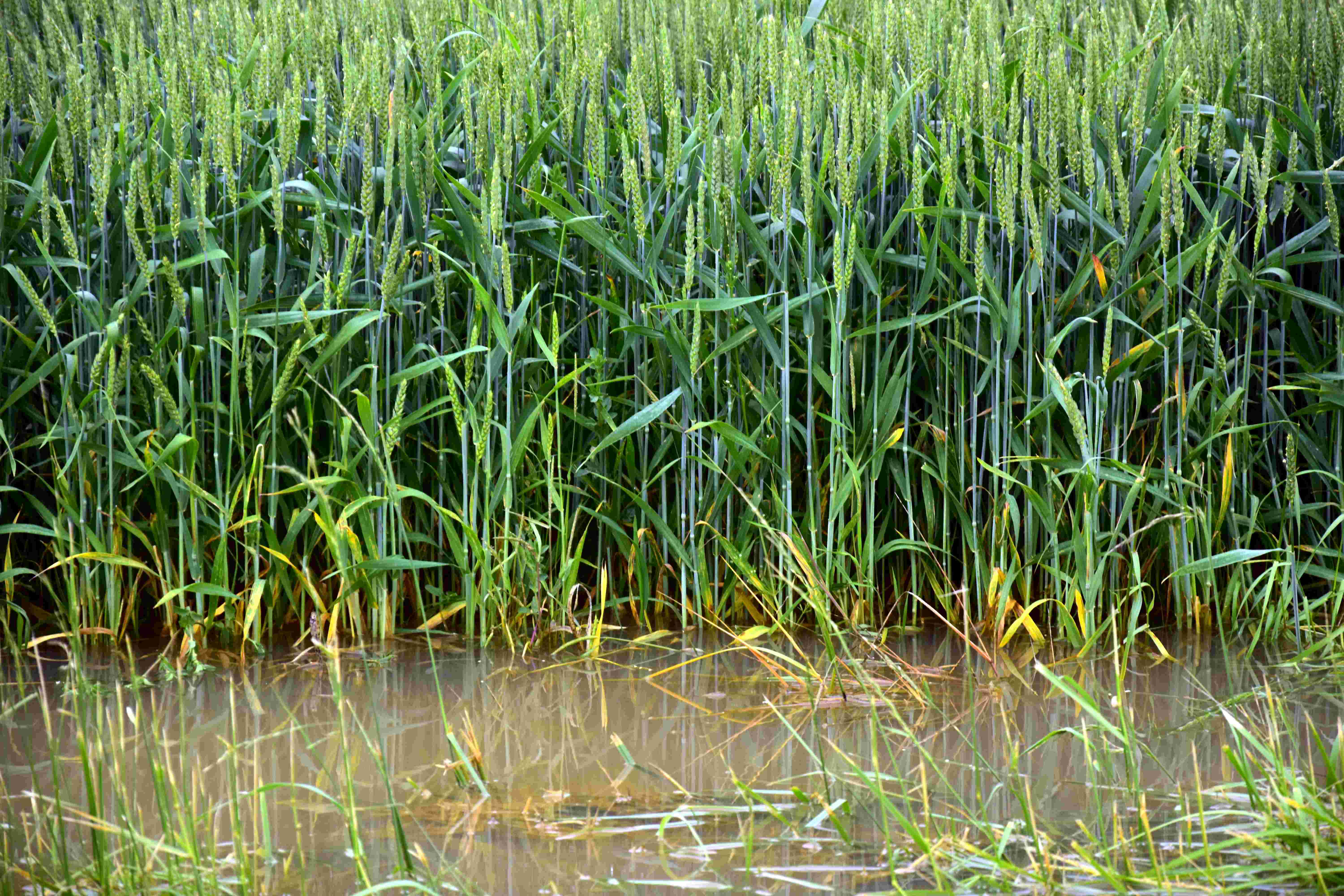 L’Association Française d’Agronomie effectue un point complet sur la gestion de l'eau en agronomie