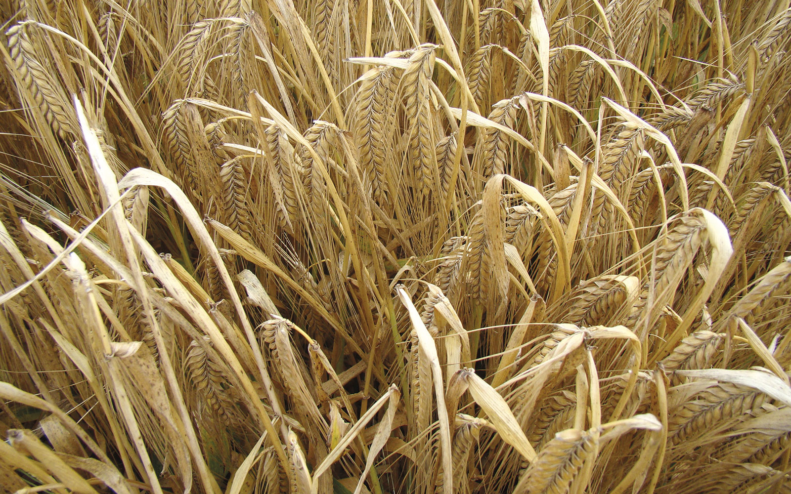 En 2023, la qualité des orges de brasserie a été impactée par des calibrages faibles, notamment en orges de printemps.