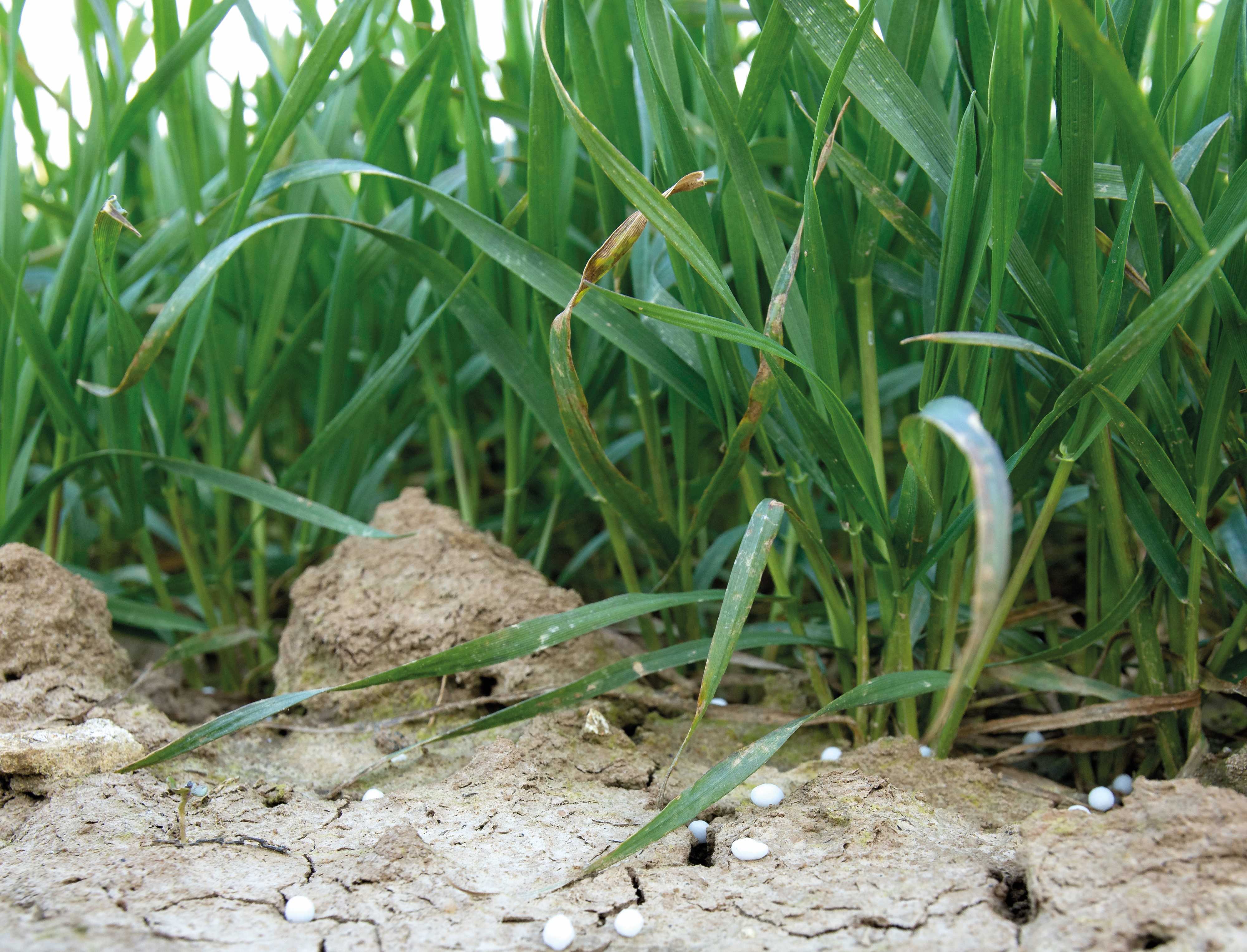 Les sols ayant été fortement lessivés presque partout en France, faire évaluer en laboratoire les reliquats d’azote en sortie d’hiver permettra d’estimer au plus juste la dose totale d’azote à apporter au blé : sans dépense inutile, mais aussi sans risquer une carence.