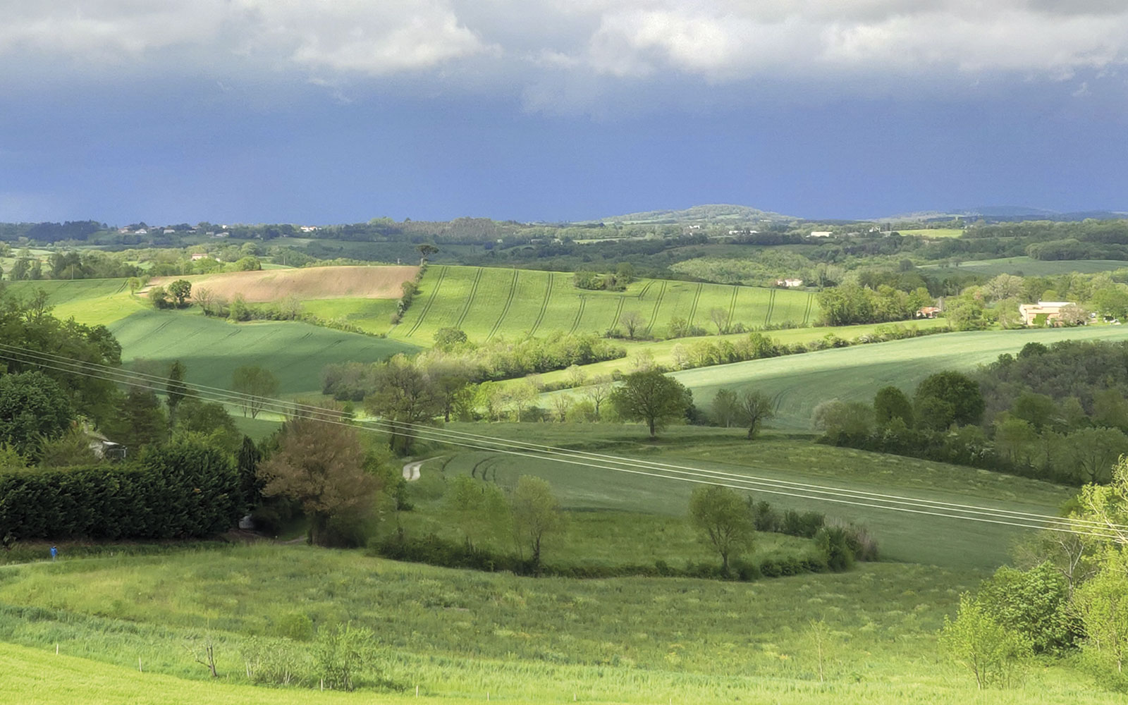 Pour la première fois, des scientifiques ont étudié les effets de différents types d’habitats semi-naturels (prairies temporaires, prairies permanentes, haies) et de la diversité des cultures sur la régulation naturelle des insectes ravageurs et des plantes adventices.