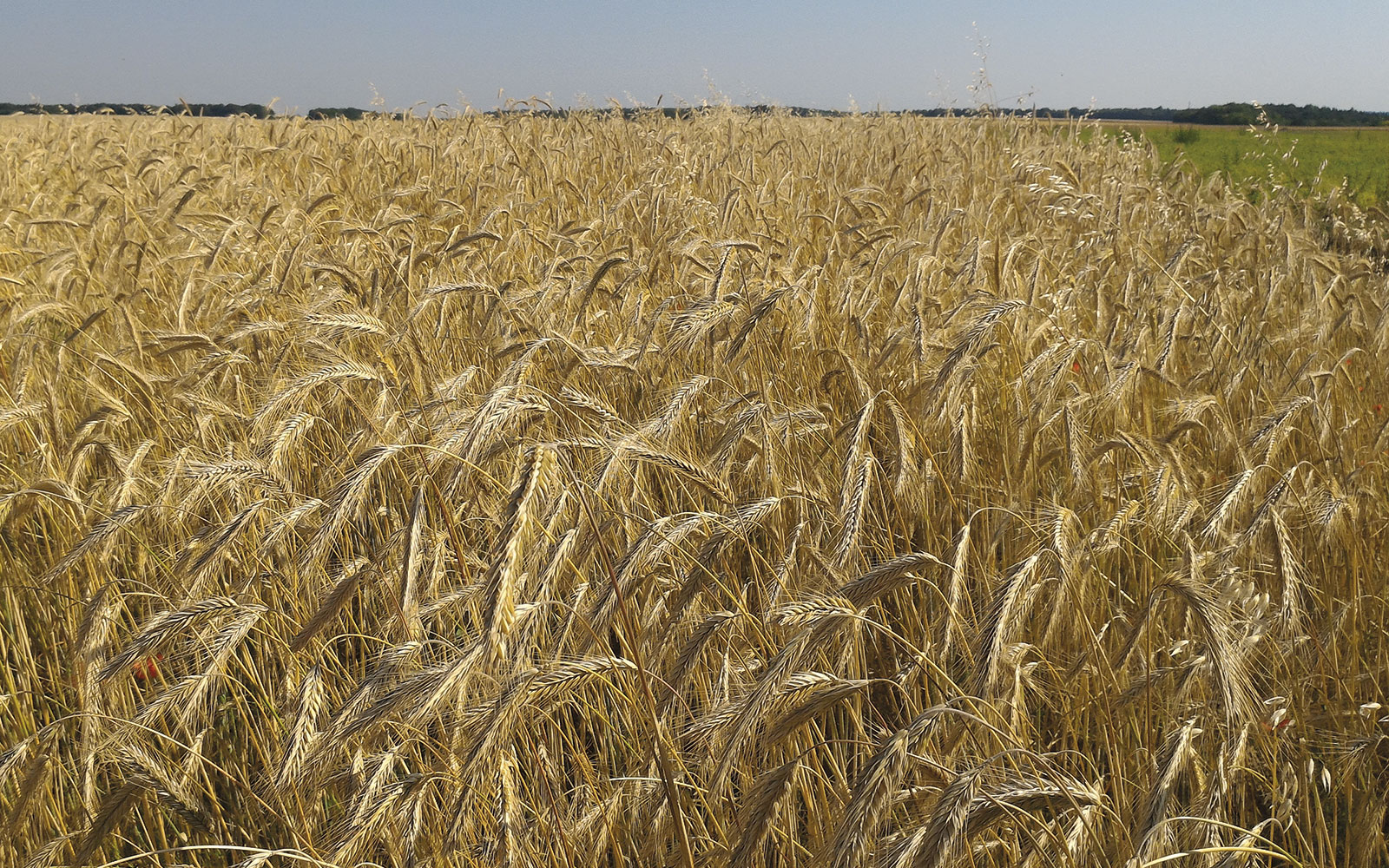 La production française de triticale, de 1,68 millions de tonnes en 2023, est orientée à la hausse. Le développement de variétés plus tolérantes aux stress biotiques et abiotiques est donc de première importance.