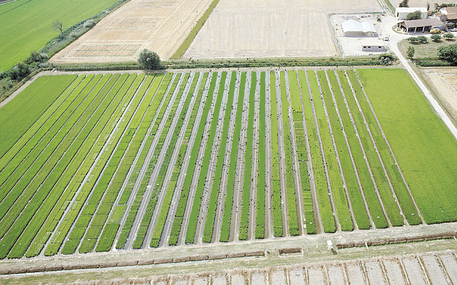 Les remontées de sel occasionnées par le changement climatique impactent la production de riz, cultivé essentiellement en Camargue. Le projet TOMMATES permettra d’identifier des opportunités de rotations permettant d’adapter la culture à ces contraintes.