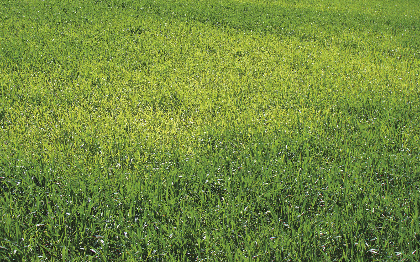 Comme la carence en azote, une carence en soufre en céréales à paille se traduit par des taches irrégulières vert pâle à jaune, mais ici ce sont les jeunes feuilles qui sont touchées.