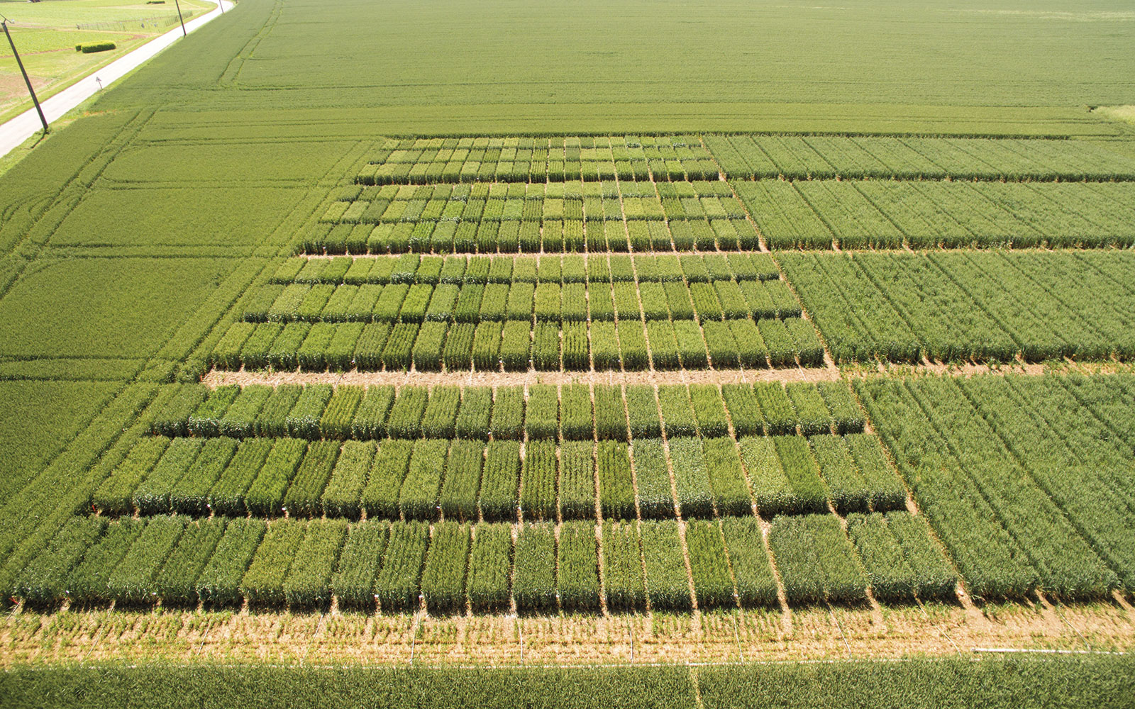 Relever les défis climatiques, économiques et sociétaux, tout en assurant la compétitivité des céréales à paille françaises, sont autant d’enjeux qui reposent notamment sur le levier génétique. Mais le processus pour aboutir à de réelles innovations est long. Rappel sur les différentes étapes que traversent les variétés avant de rejoindre les semoirs.
