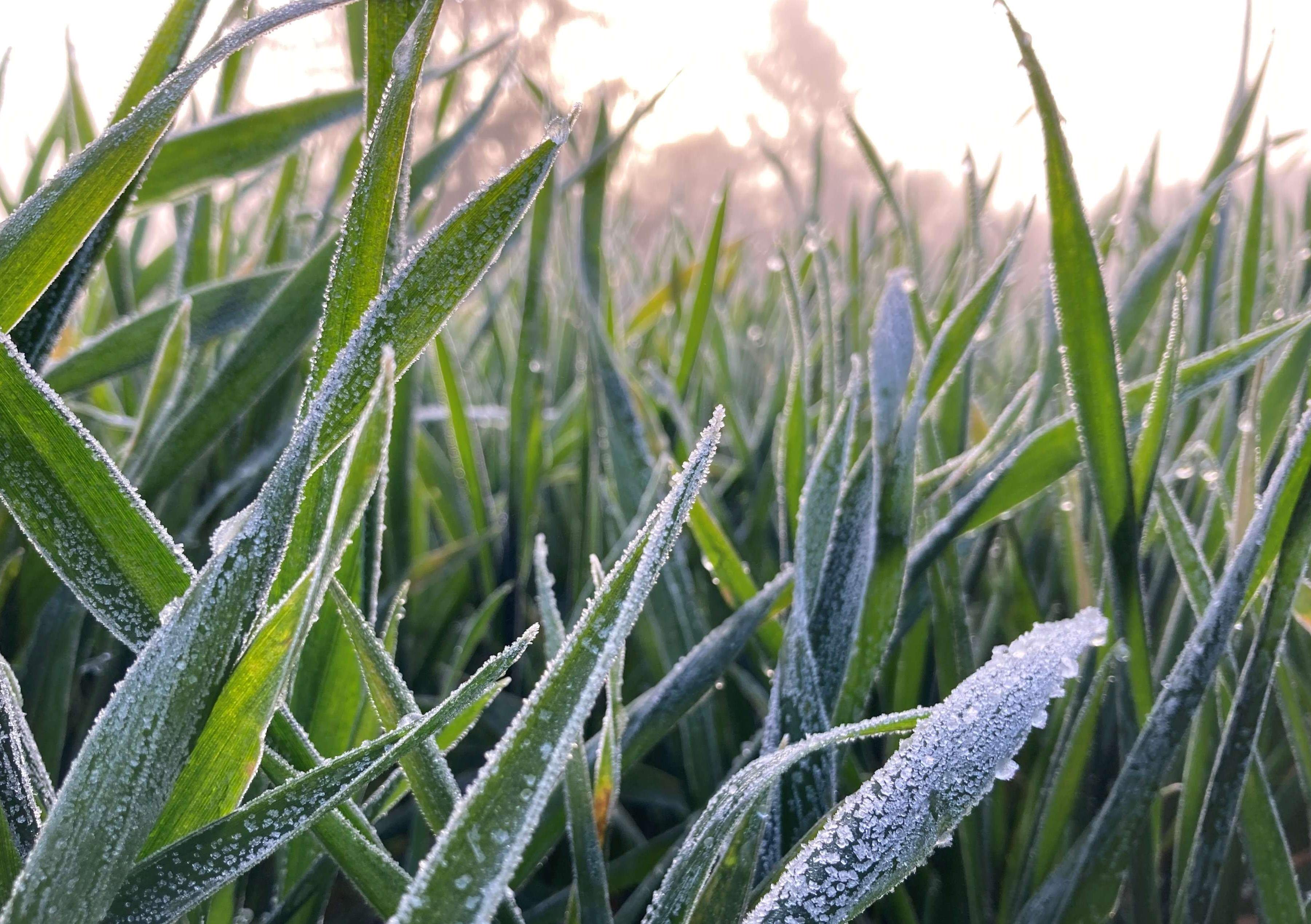 Les céréales à paille disposent de capacité de résistance au gel