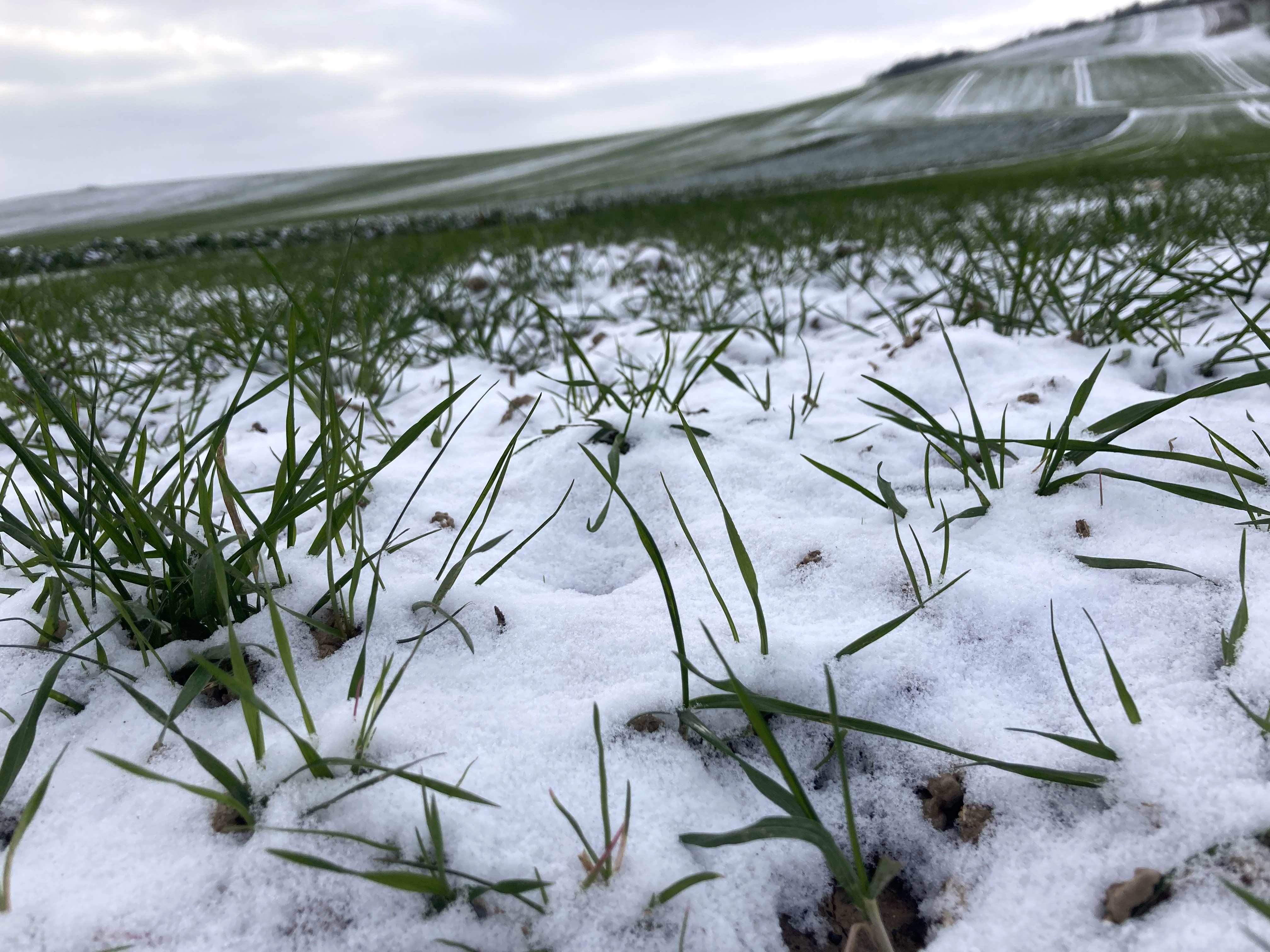 En cas d'application tardive d'herbicide, la prudence s'impose