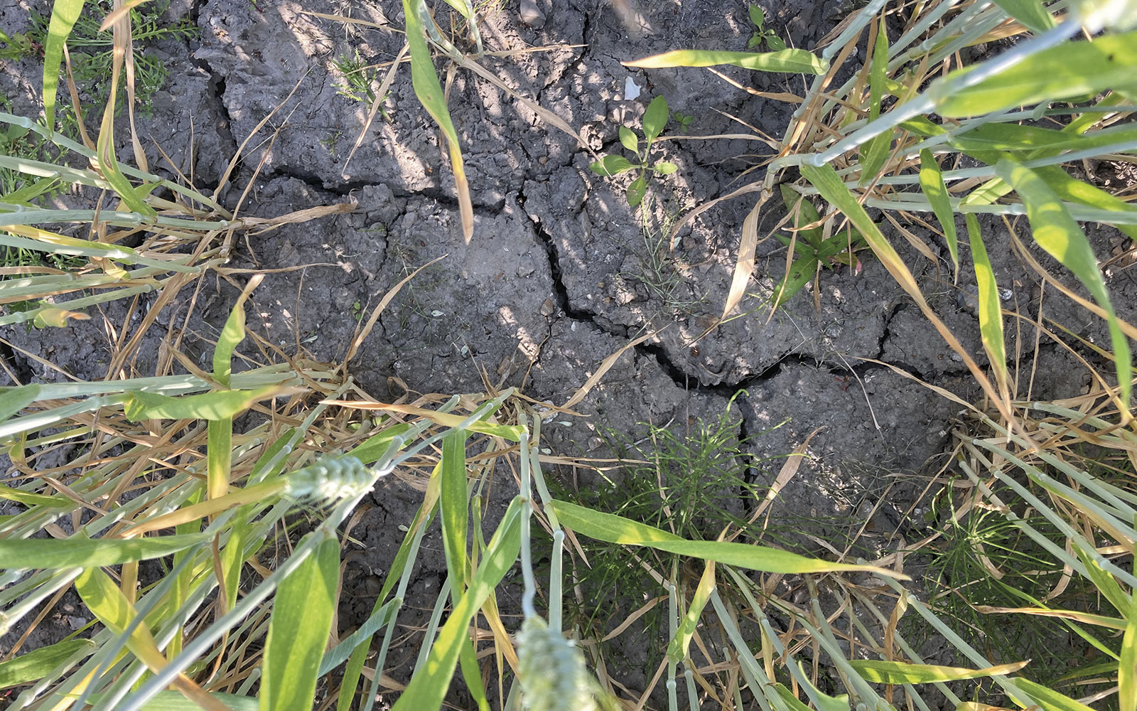CLIMABOUL devrait permettre une meilleure connaissance de l’impact de l’élévation de la température sur la qualité du blé.