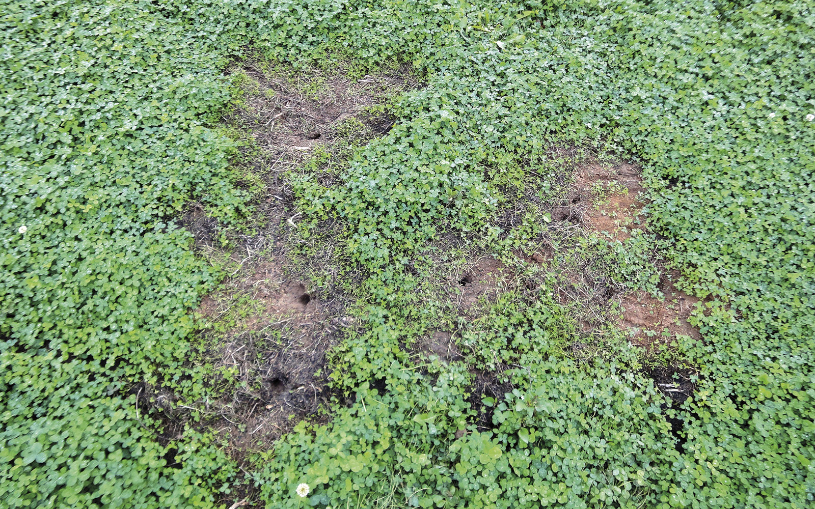 Un des inconvénients des couverts permanents est de favoriser les campagnols à qui on offre un milieu non perturbé et des plantes appétentes.