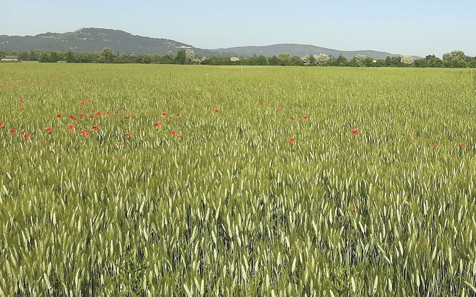 Le projet BIODUR-PACA s’appuie, entre autres, sur un observatoire de mesures dans des parcelles de blé dur bio cultivées par des agriculteurs.