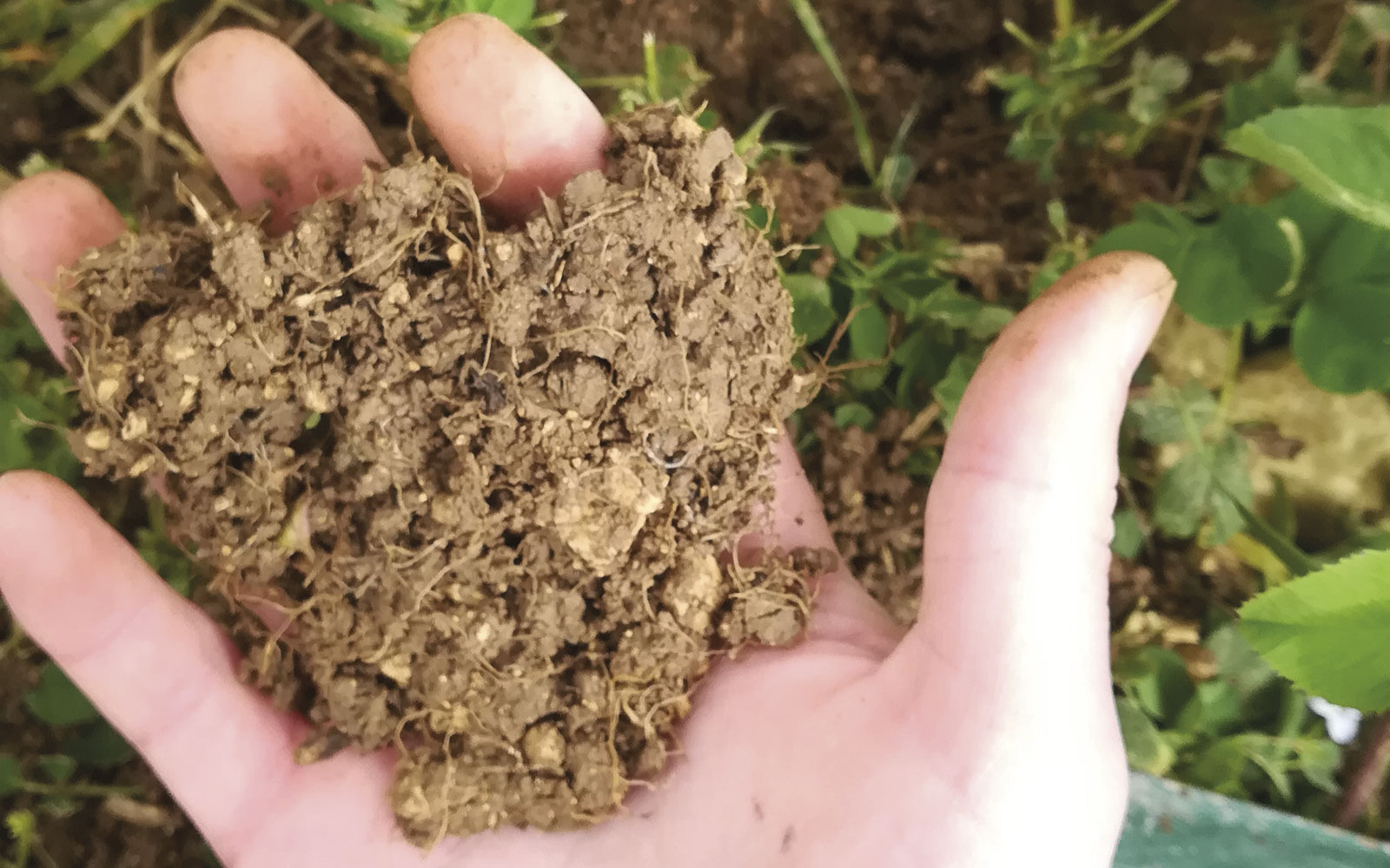 Cette motte présente avec une structure favorable, en partie due à l’activité biologique.