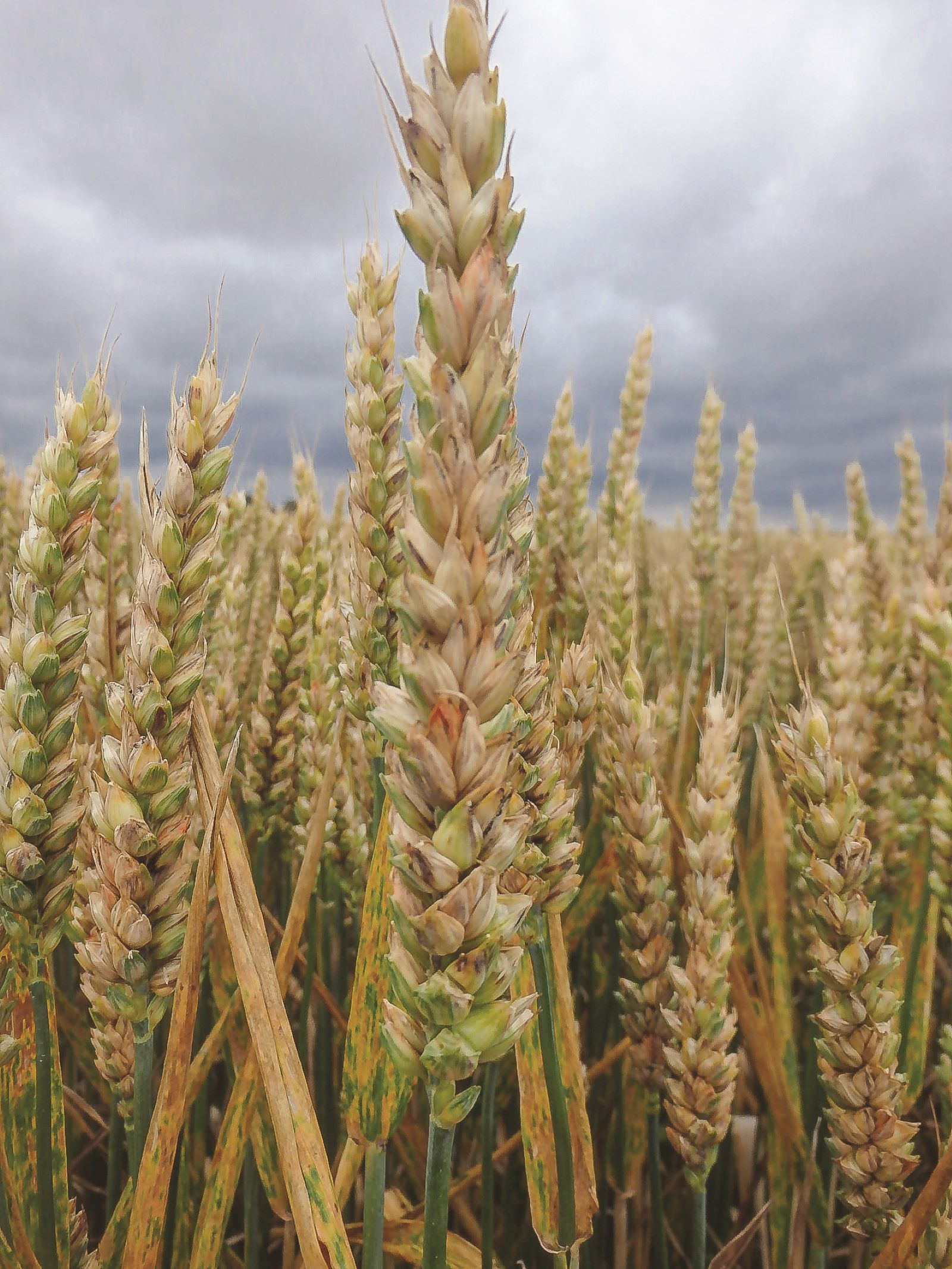 Contre F. graminearum, les triazoles sont efficaces.