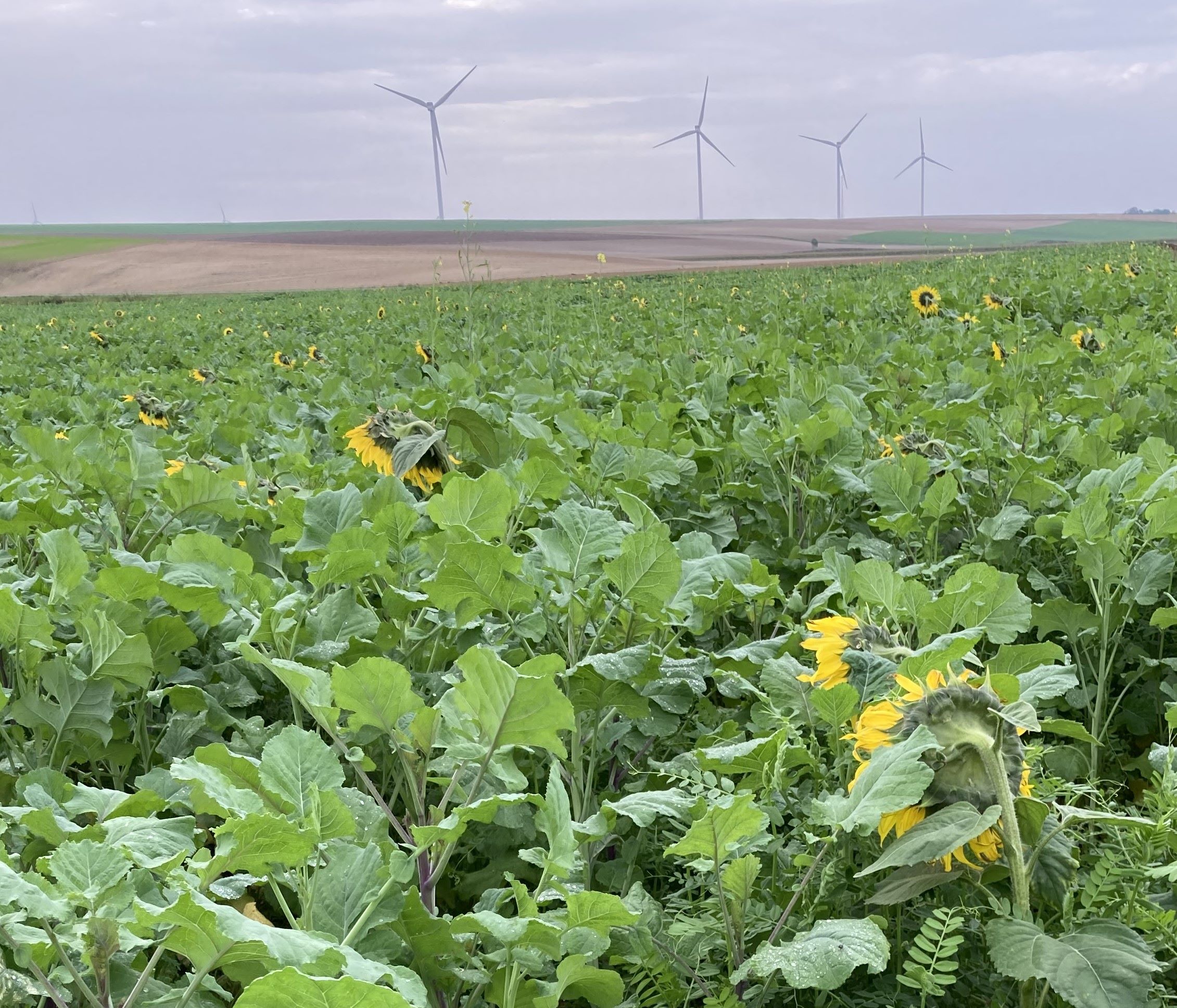 Il y a une réelle complémentarité agronomique entre les légumineuses et d’autres familles comme les crucifères ou les hydrophyllacées.