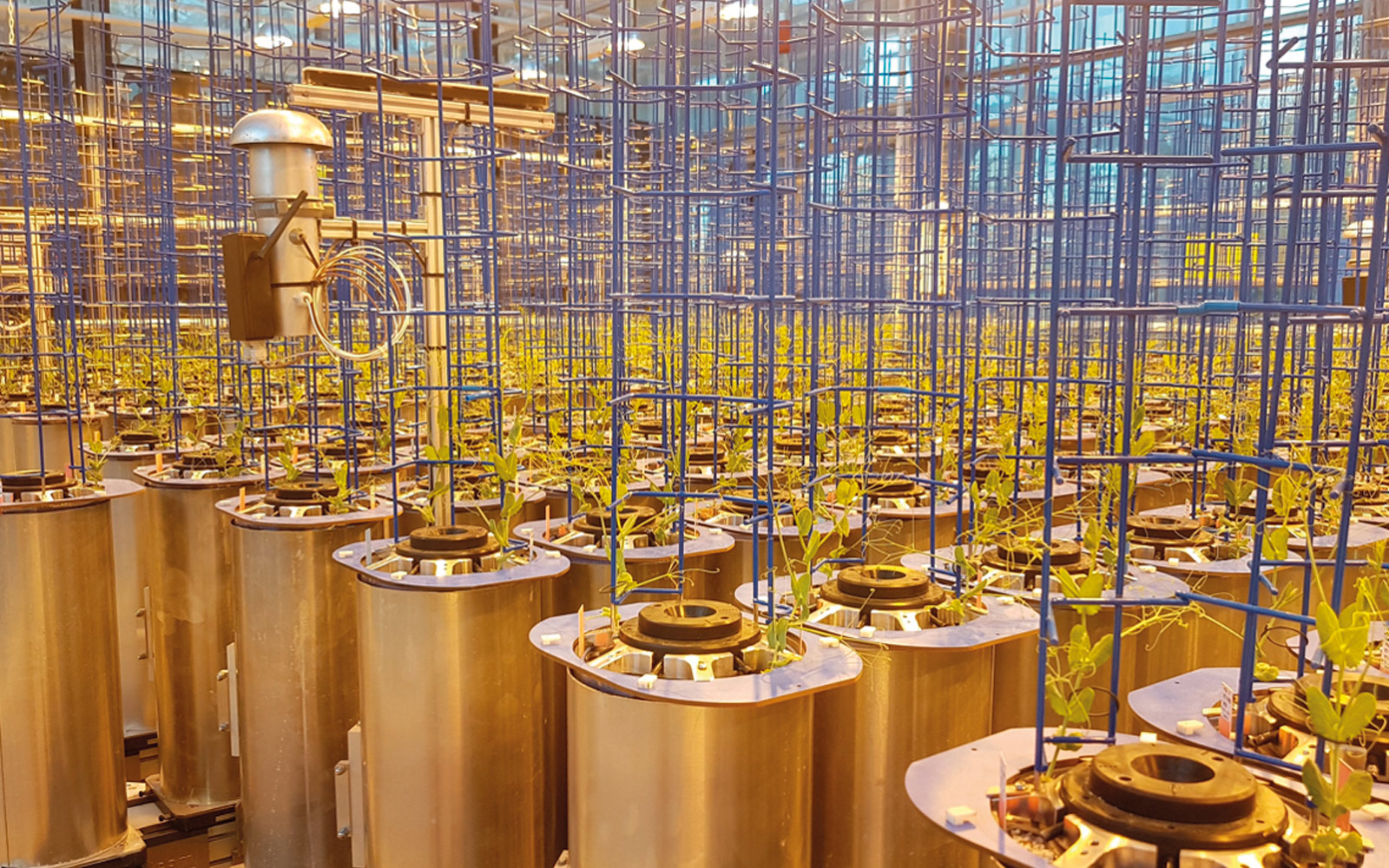 Sur la plateforme « 4PMI » d’INRAE-Dijon, les plants de pois de printemps sont cultivés en Rhyzotubes pour étudier leur système racinaire.