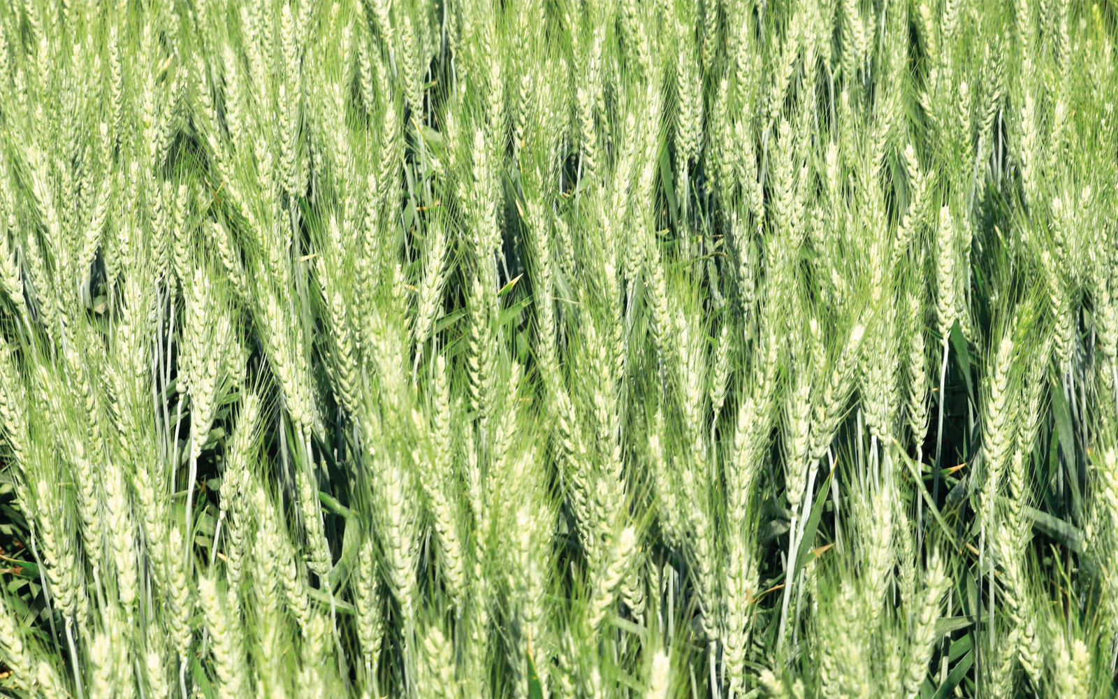 En 2023, le paysage des variétés BAF cultivées en Centre-Île-de-France-Val de Loire était largement dominé par Rebelde (37 % des surfaces) et Forcali (20 %).