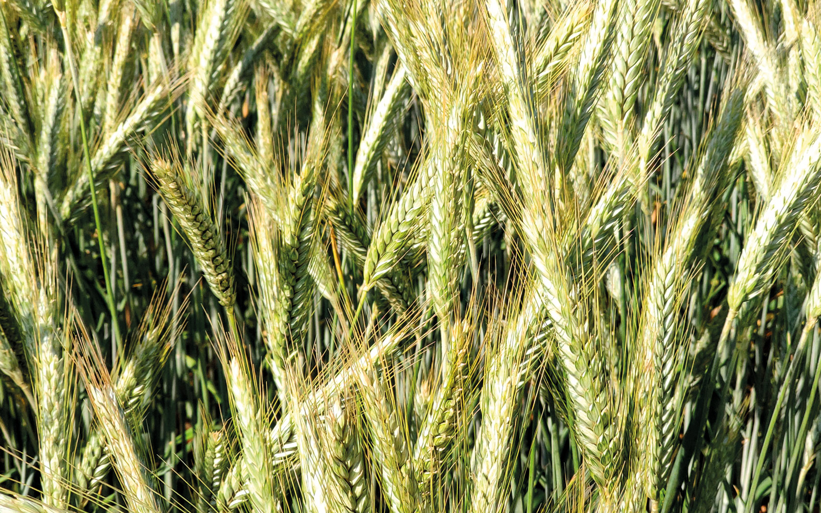 Chez le triticale, la résistance variétale est une méthode de lutte efficace pour gérer l’oïdium et la rouille jaune.