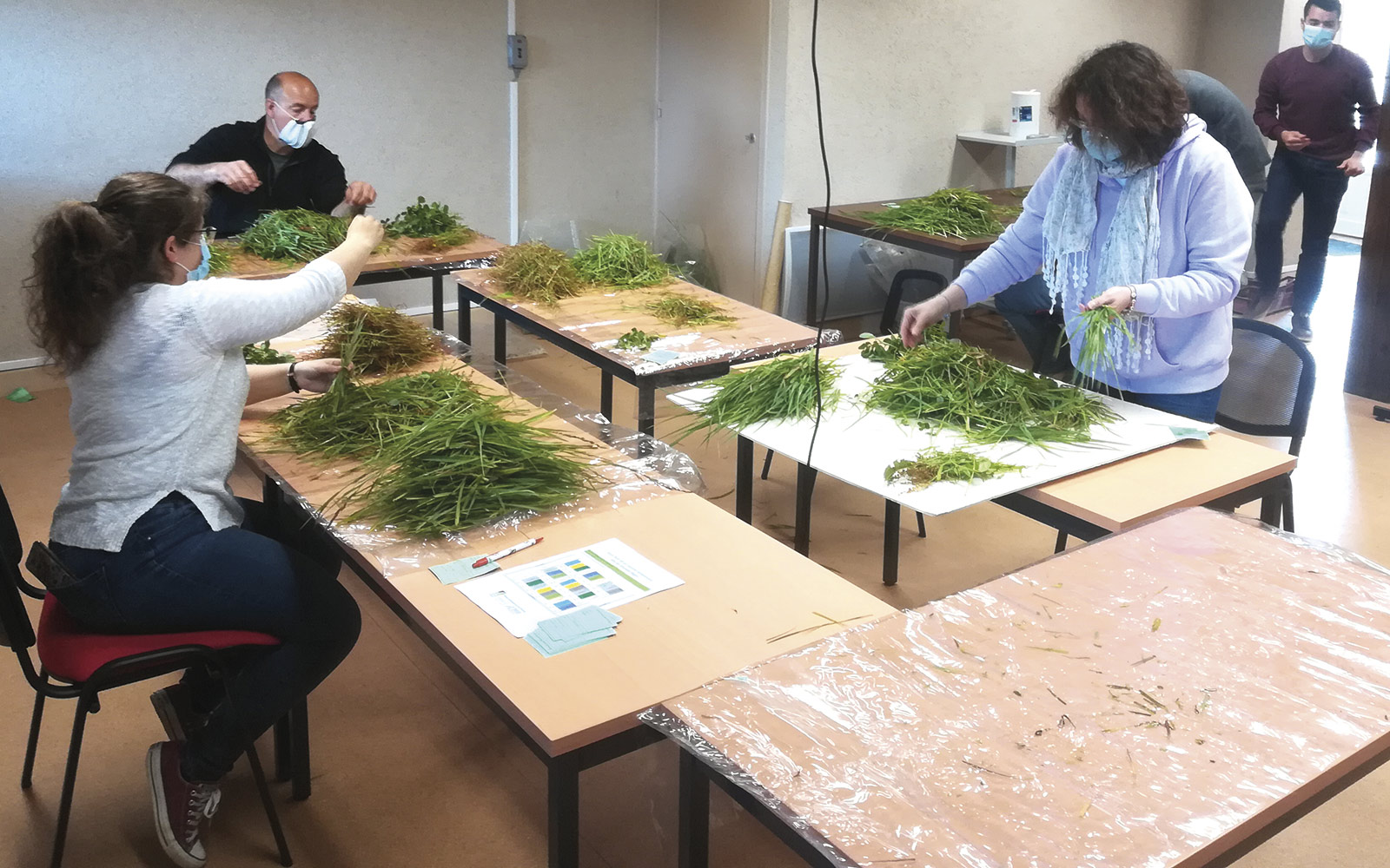 Le tri par famille botanique révèle une disparition des légumineuses après deux ans de fertilisation avec des effluents d’élevage, mais ceux-ci produisent pourtant plus d’énergie et de protéines à l’hectare.