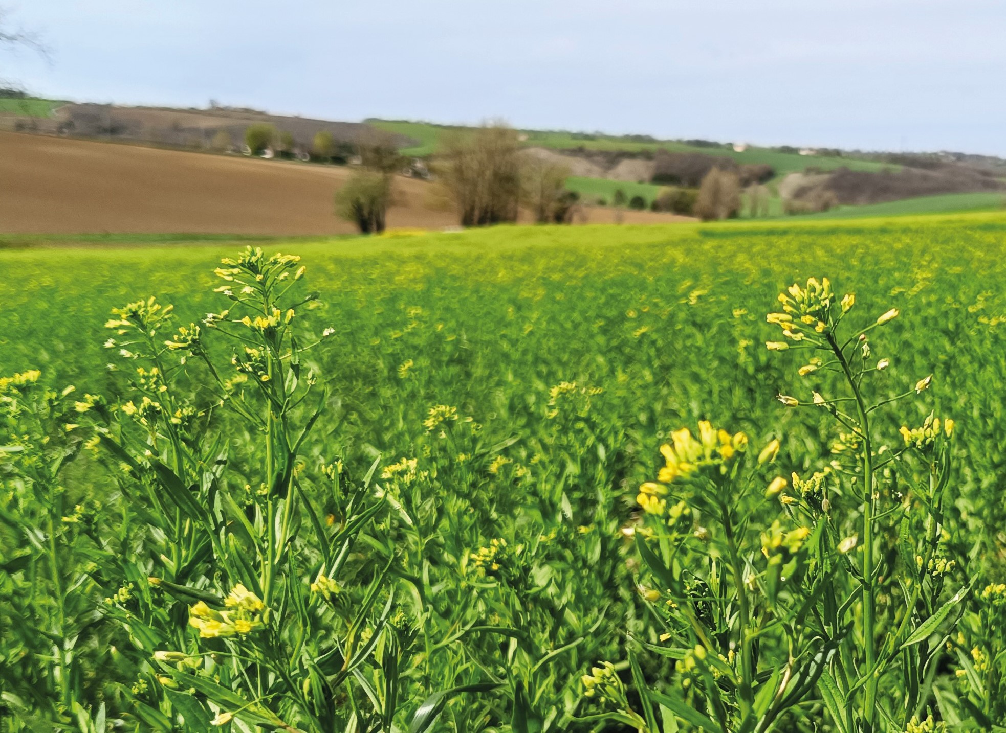 La cameline est une brassicacée dont les graines fournissent une huile aux débouchés variés et prometteurs.