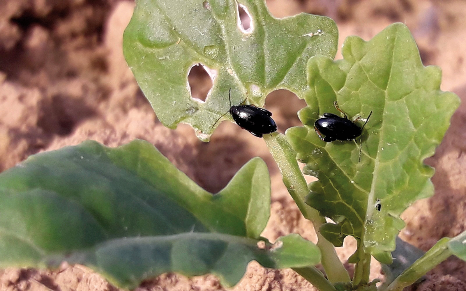 Terres Inovia et ses partenaires ont évalué en colza l’effet d’associer à la variété d’intérêt une faible proportion d’une variété censée attirer davantage les altises dans le but de limiter les dégâts de ces insectes.
