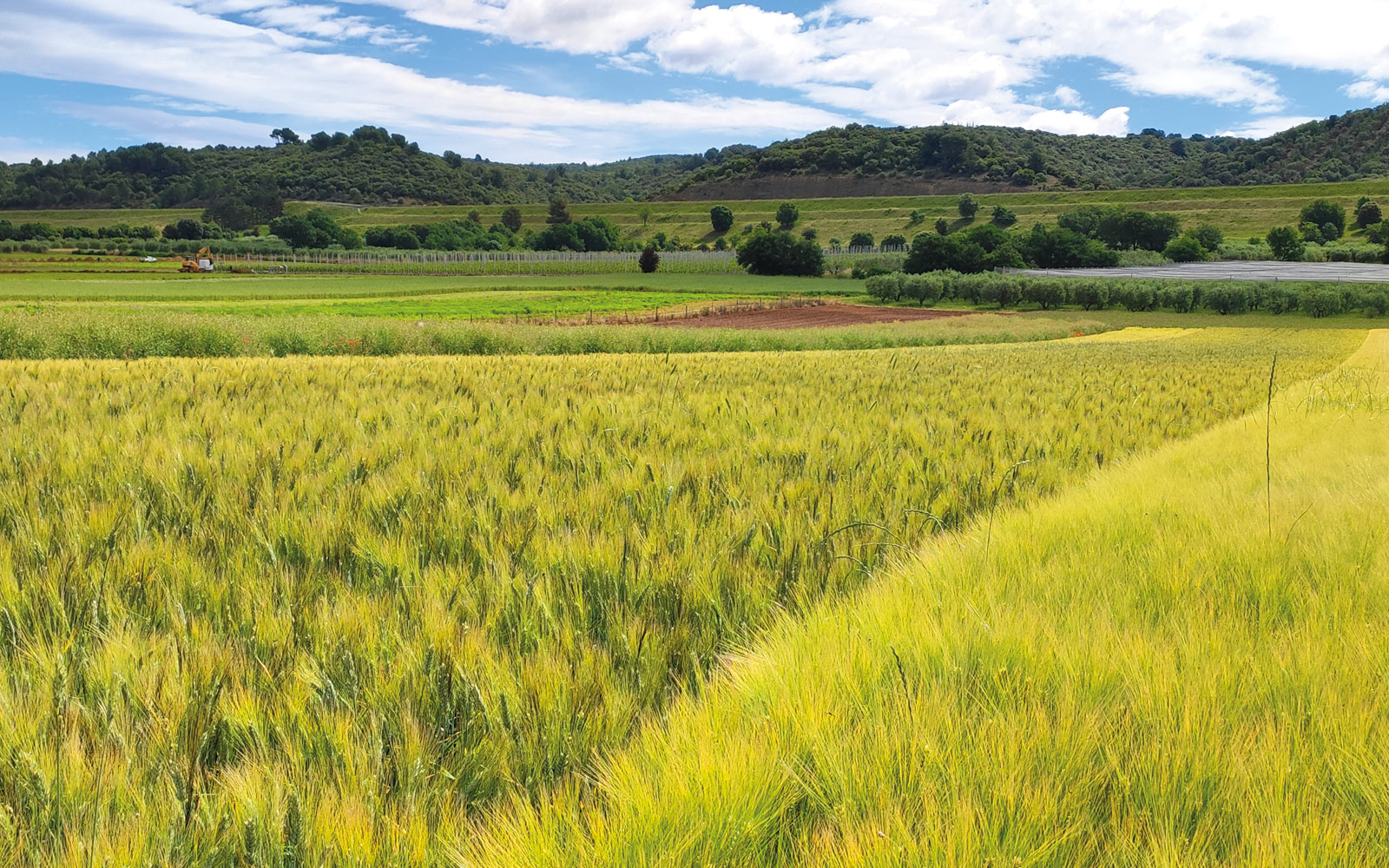 Les effets sur la biodiversité des pratiques agricoles en systèmes conventionnel, ACS et bio ont été étudiés dans la région de Manosque (Alpes-de-Haute-Provence).