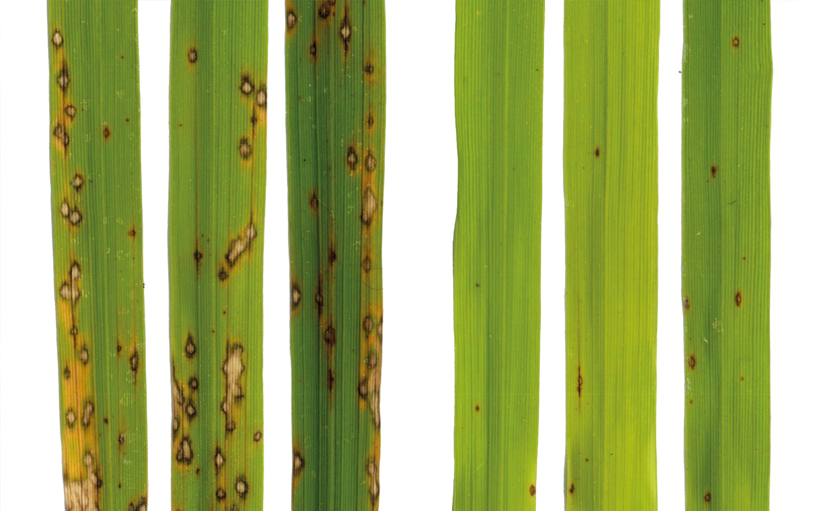 Une équipe de chercheurs a découvert un nouveau type de résistance aux maladies chez les plantes.
