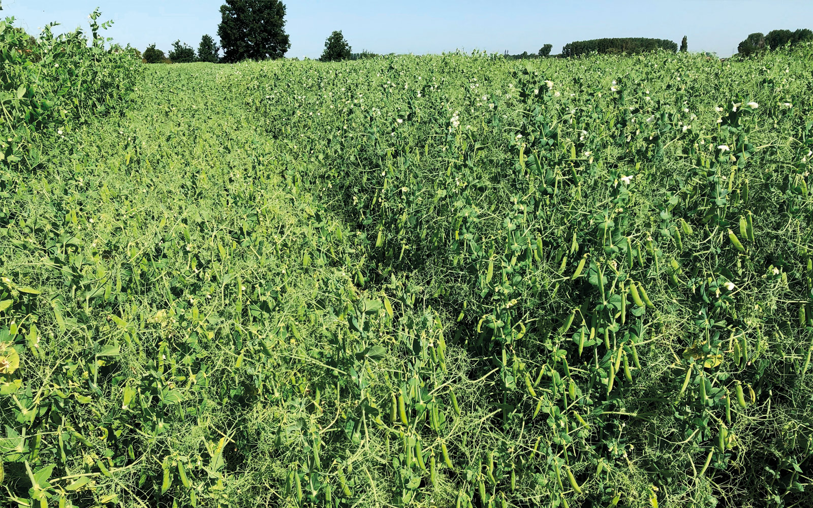 Douze variétés de pois d’hiver et sept variétés de féverole d’hiver ont été évaluées en 2023 dans le réseau de post-inscription piloté par Terres Inovia.