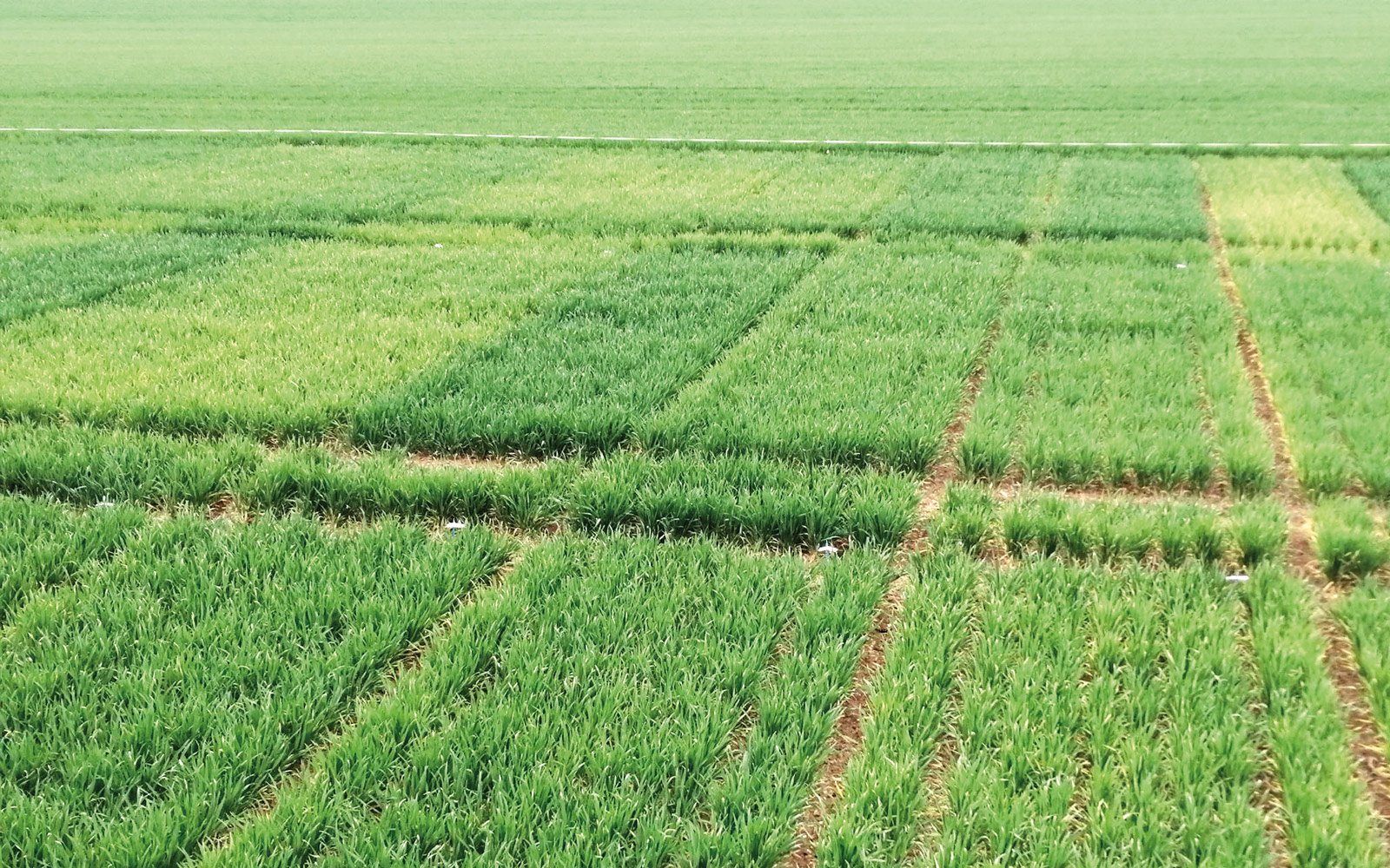 De nombreuses interrogations subsistent encore : d’ordre scientifique, pour mieux comprendre le mode d’action des différents biostimulants et leurs interactions avec la plante ou le sol, et d’ordre technique, pour assurer leur efficacité dans des conditions agronomiques variées et fluctuantes.
