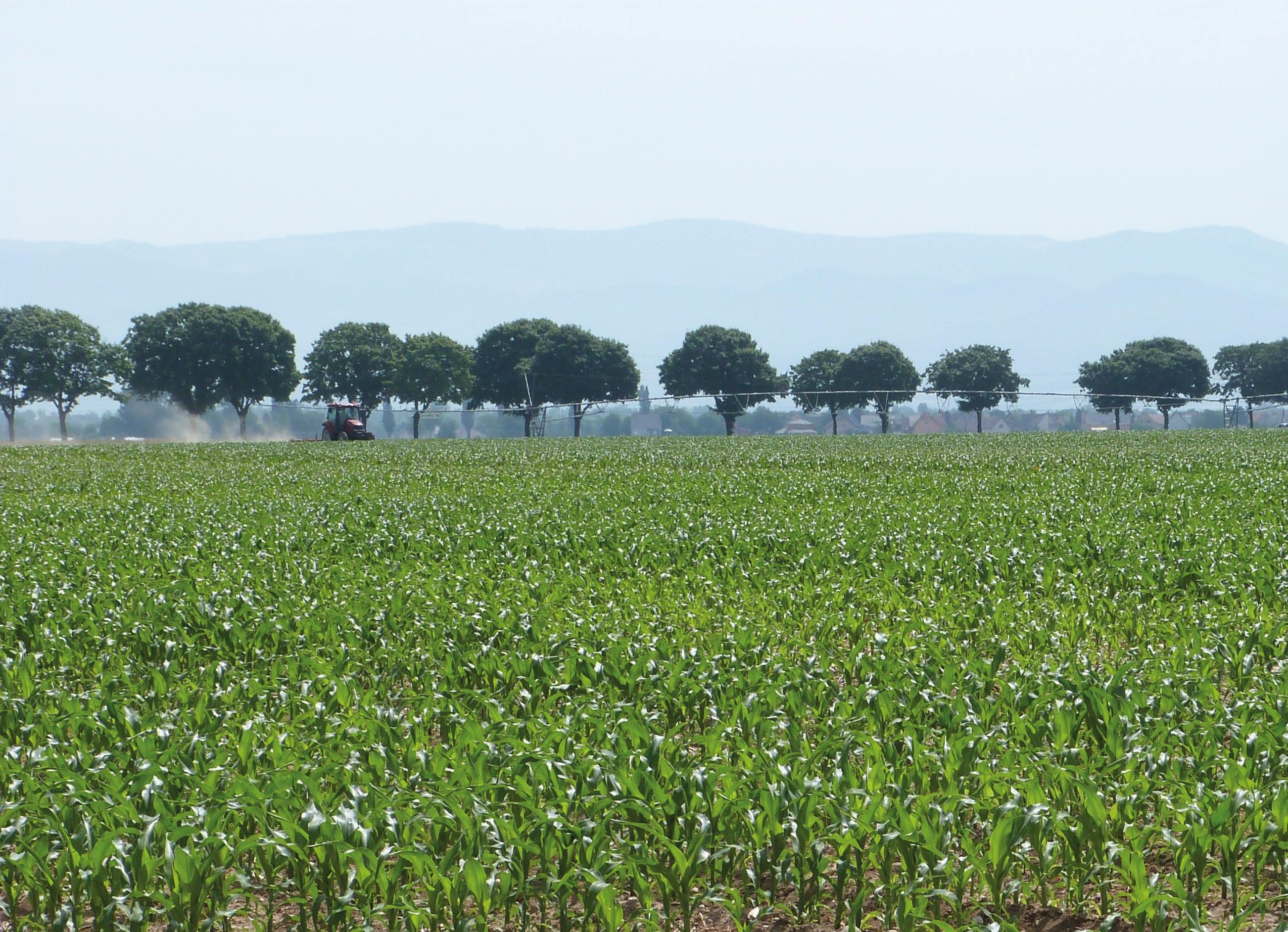 L’efficacité au champ des biostimulants à base de micro organismes fixateurs d’azote dépend très fortement des conditions rencontrées en plein champ, et notamment des températures au moment de l’application.